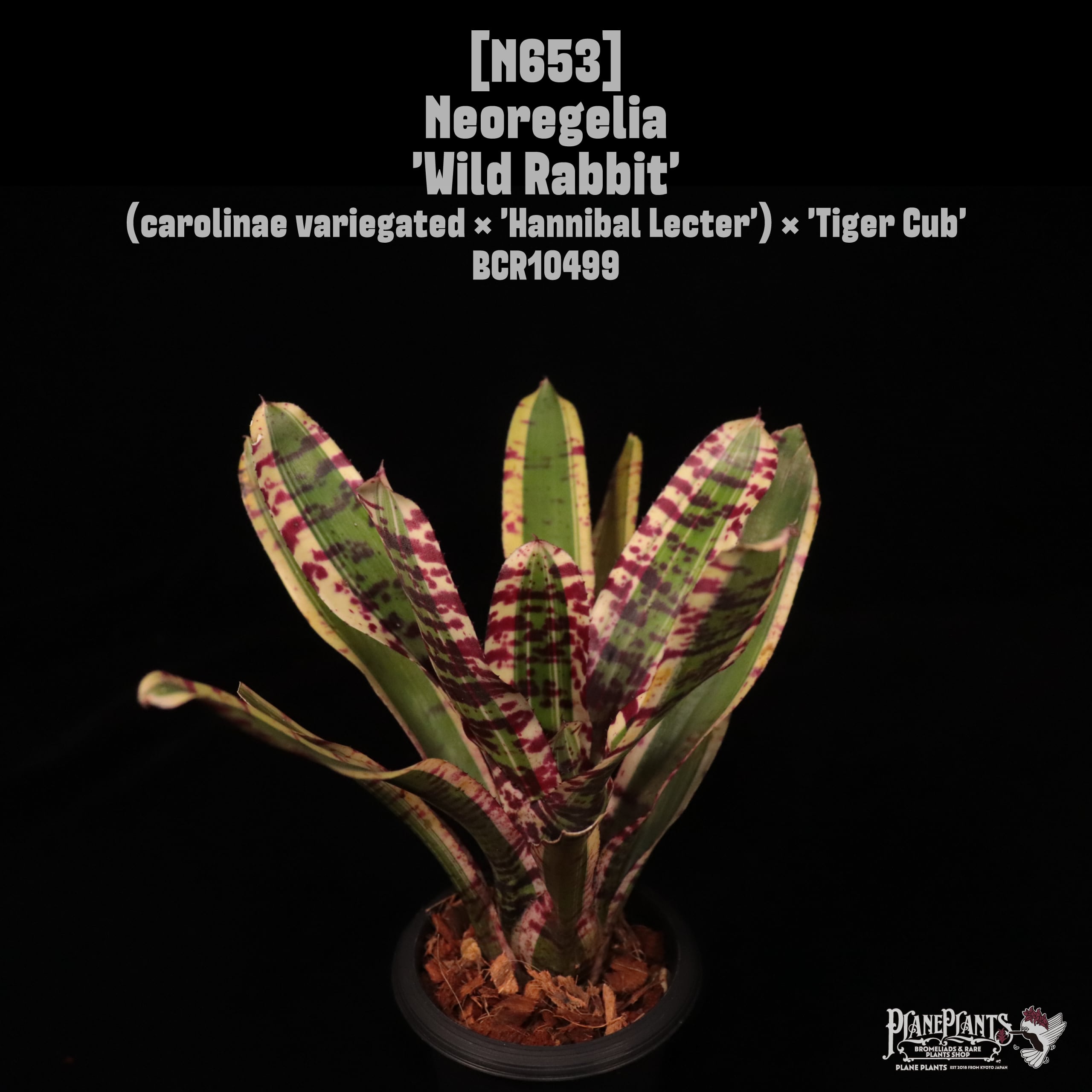 【送料無料】Neoregelia 'Wild Rabbit'〔ネオレゲリア〕現品発送N653