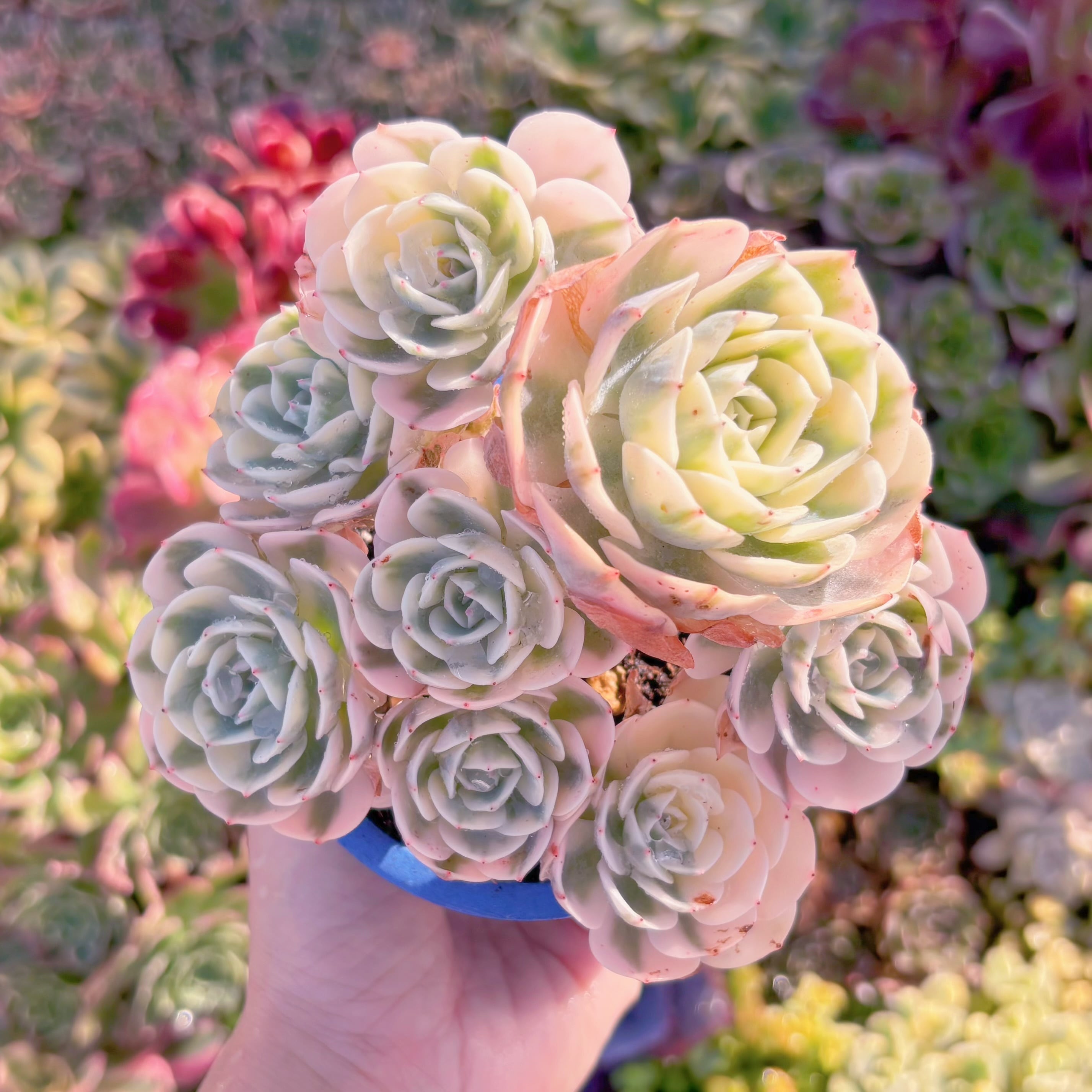 現品　ルノーディーン錦 #M188　大群生　超美苗　新入荷　るる農園