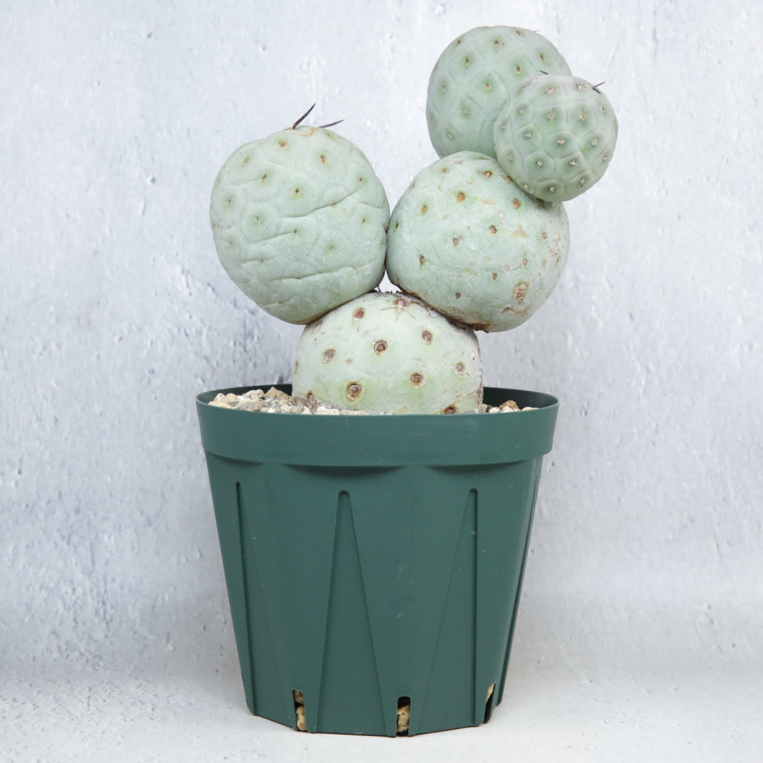 大球 5球 棘無し テフロカクタス ゲオメトリクス | LIGHTHOUSE.PLANTS