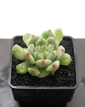 発根済カット苗 インス Echeveria 'Ying Su'