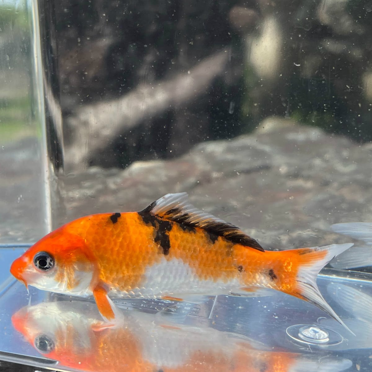 錦鯉）プラチナ（1匹）【生体】 | 川村淡水魚販売（本店） 川魚・錦鯉