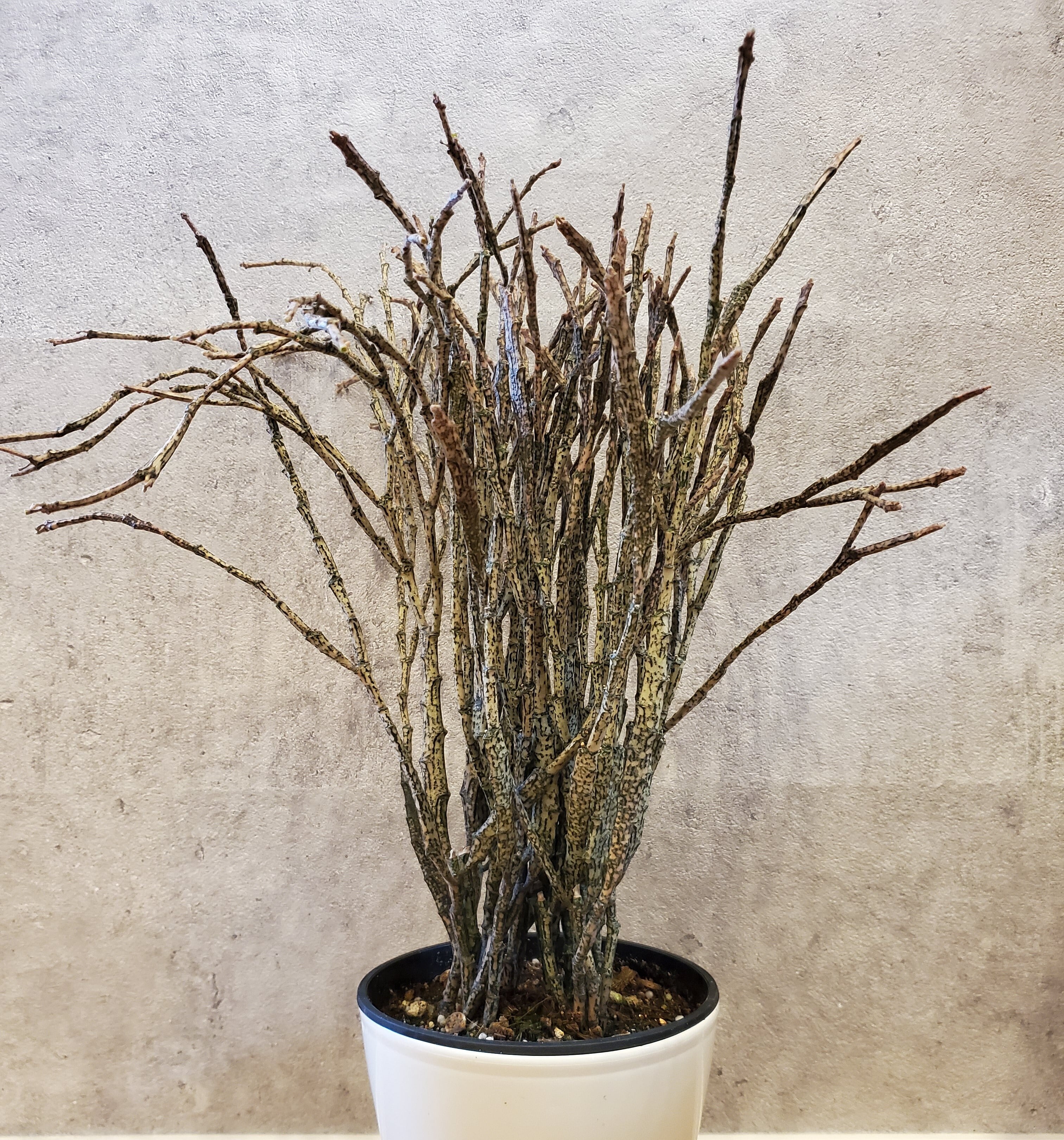 Euphorbia platyclada ユーフォルビア プラティクラーダ