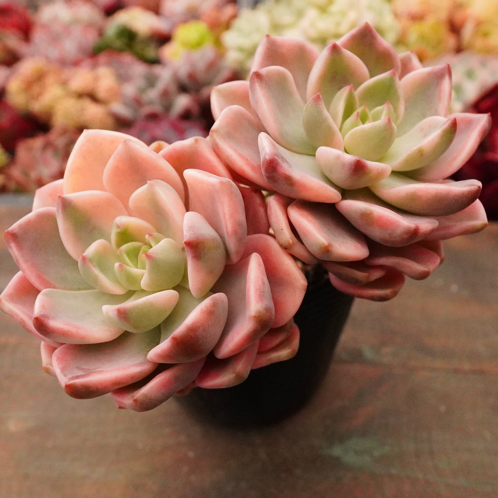 多肉植物 | E-TANIKU