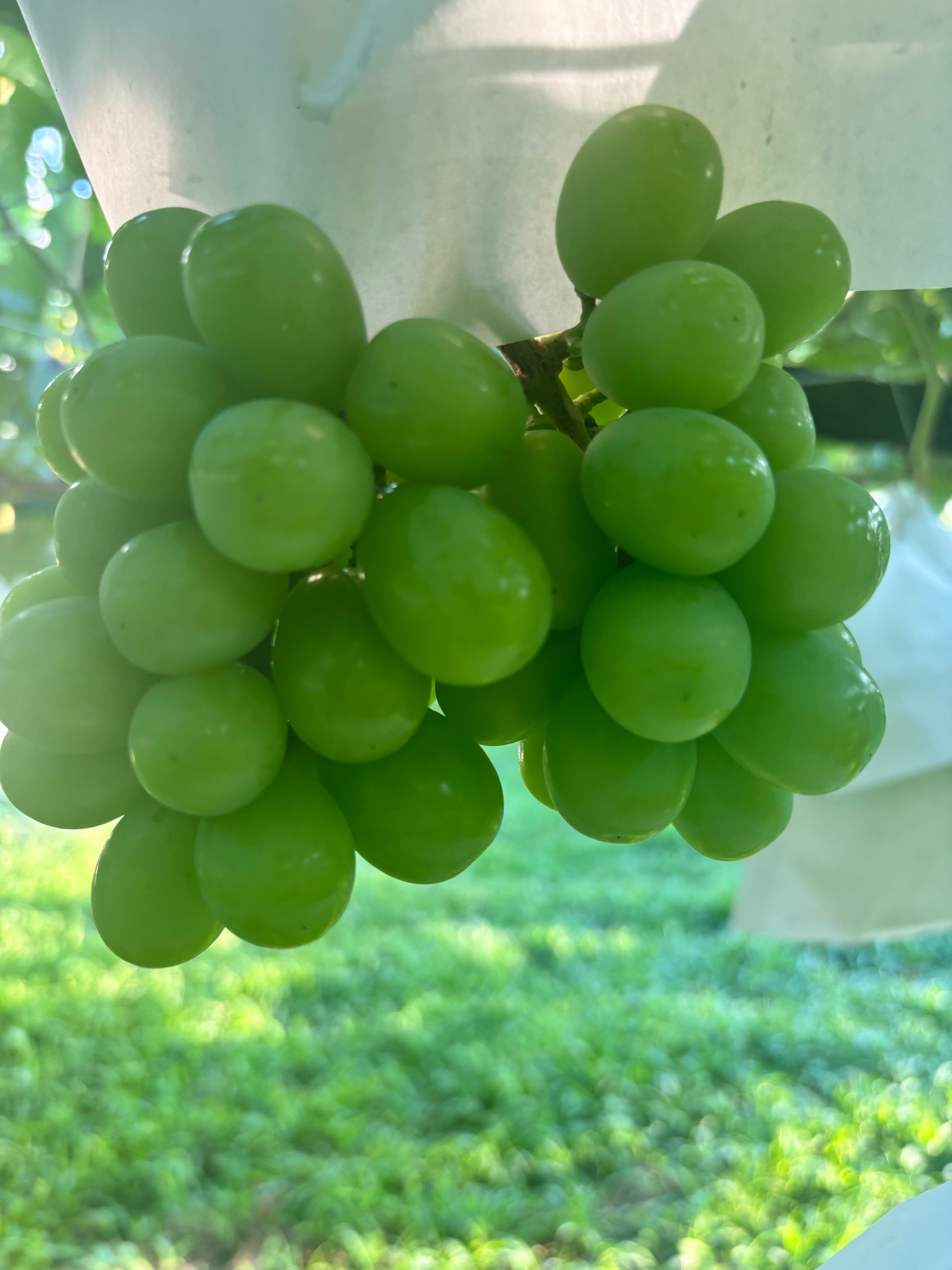 クイーンニーナ皆掛け5キロ 【公式通販】