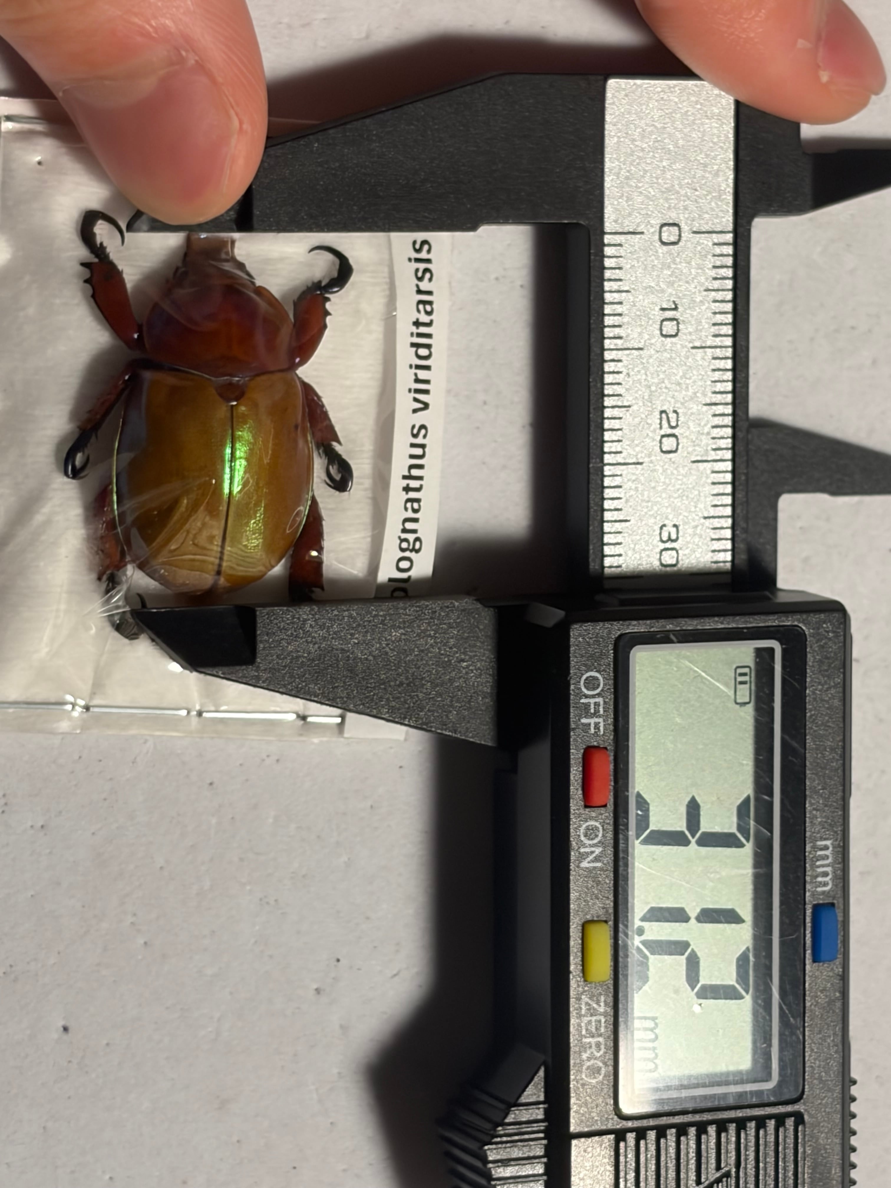 31mm】ピンクに輝くクリスマスビートル 標本 プラチナコガネ