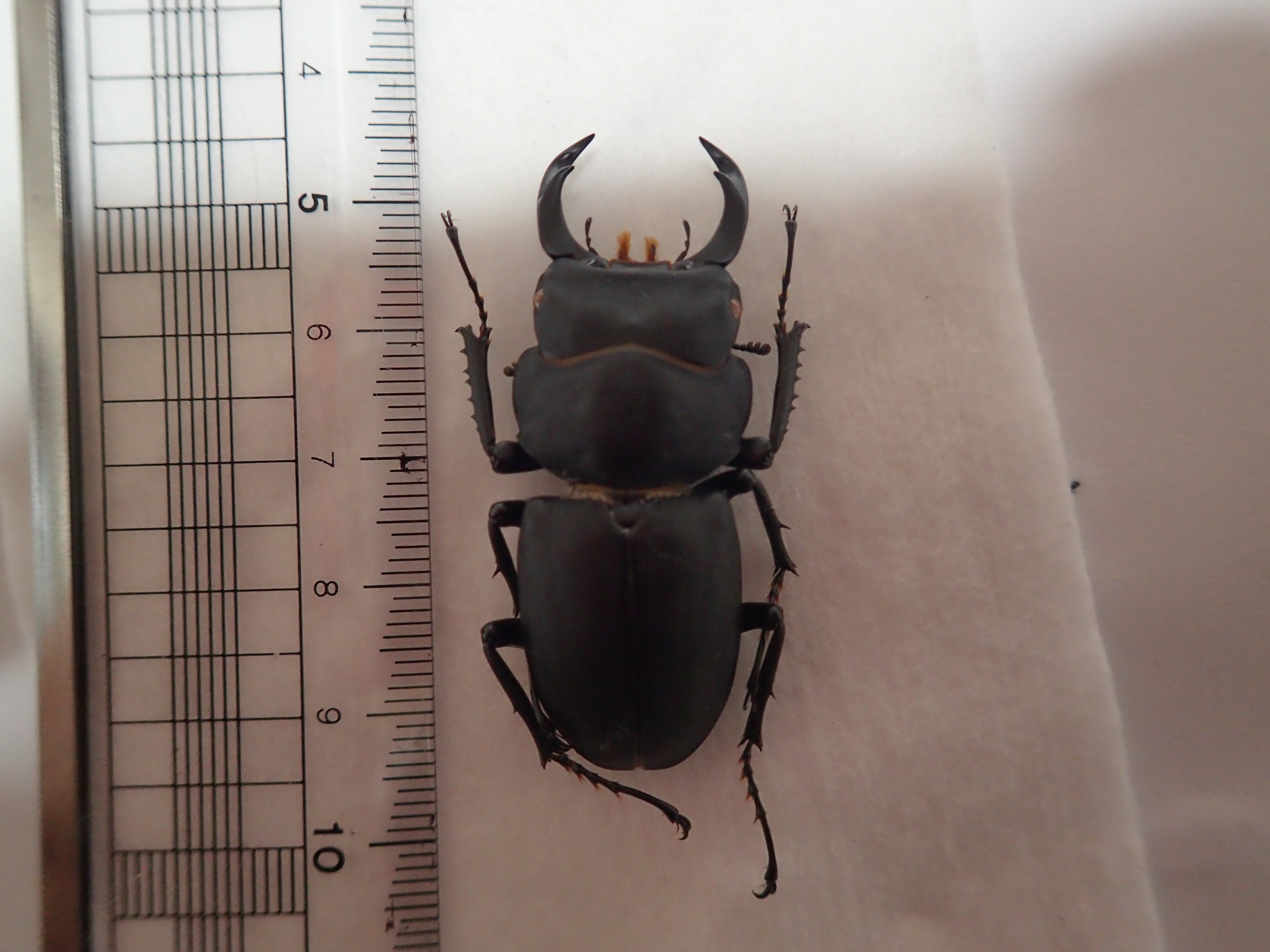 西表島】チャイロマルバネクワガタ♂♀ | クワパーク九州