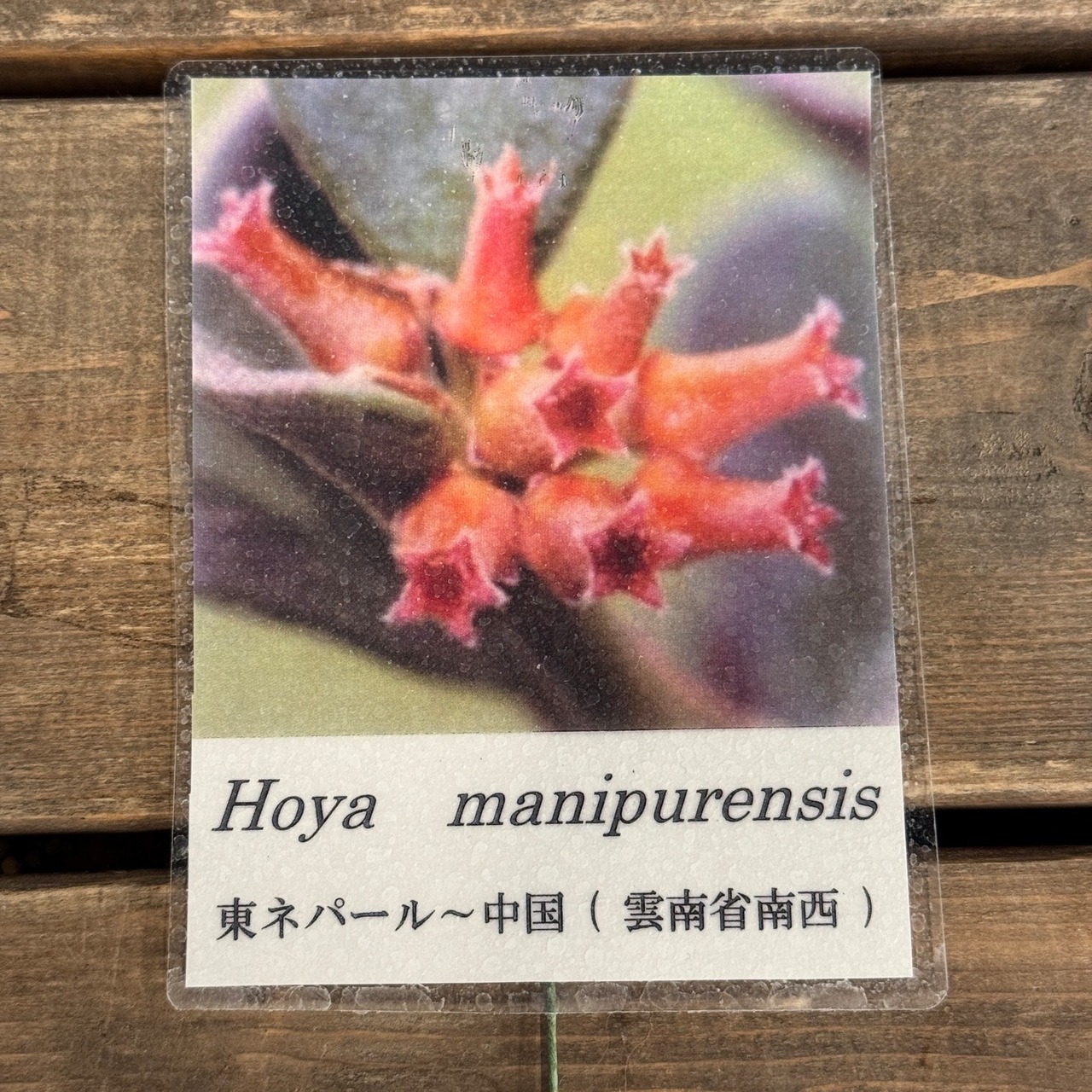 【OVM】Hoya　manipurensis【758】