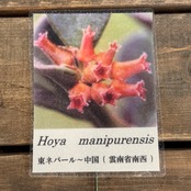 【OVM】Hoya　manipurensis【758】