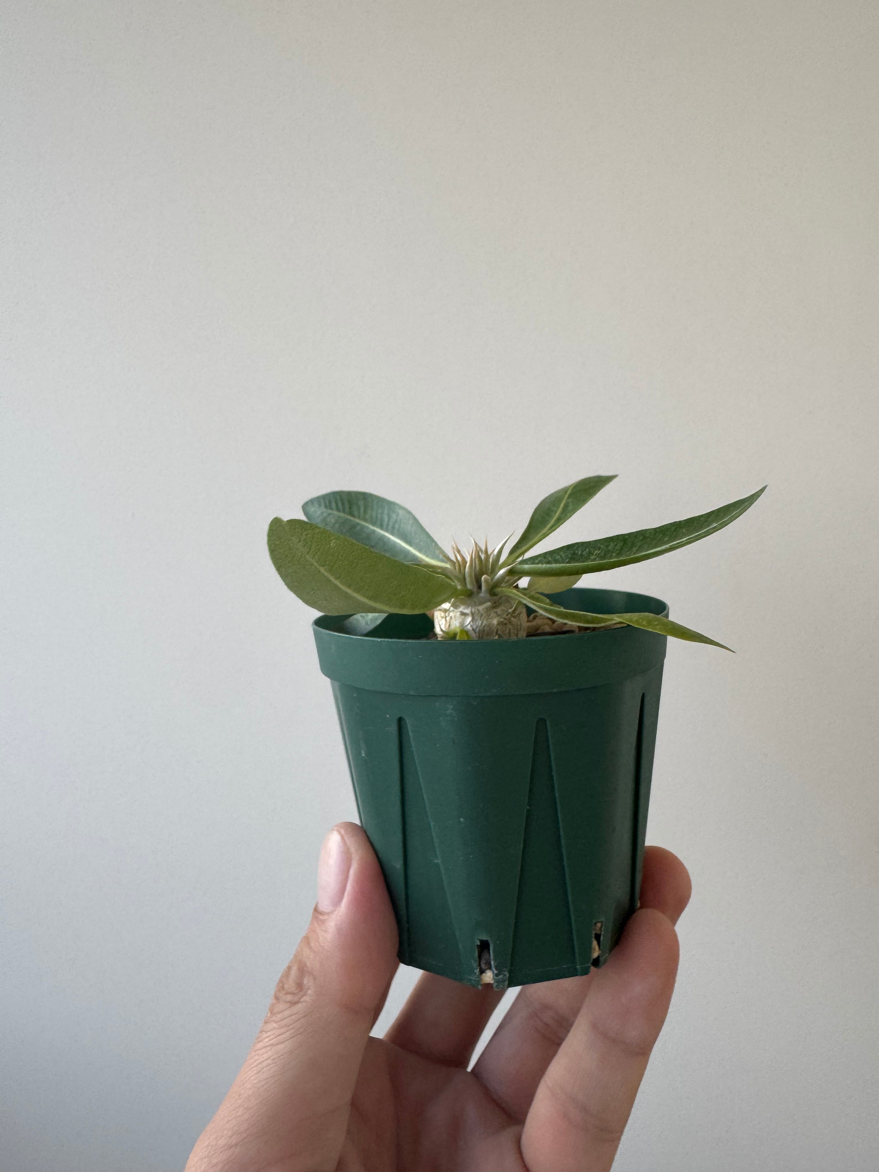 【新作】Pachypodium enigmaticum【激レア品種】パキポディウム エニグマティクム