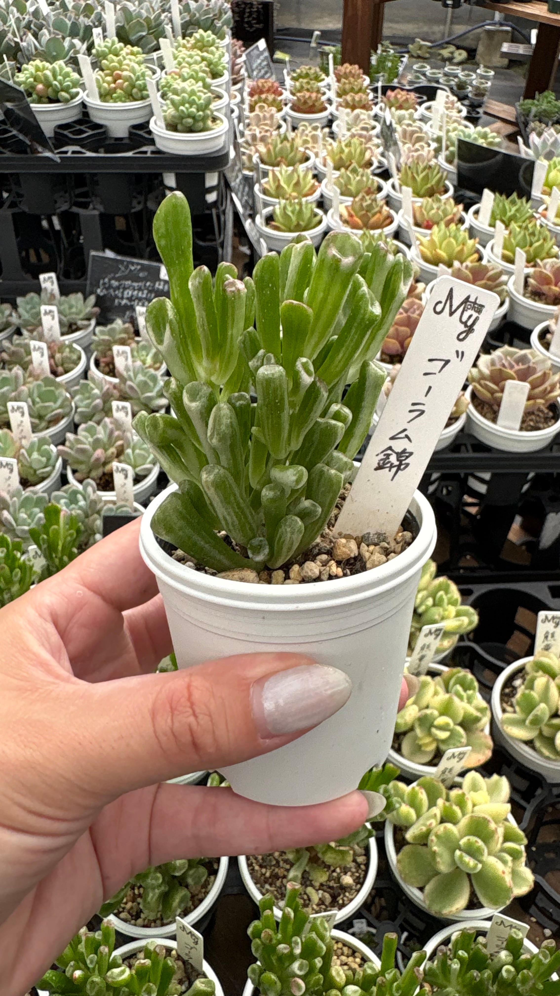 ゴーラム錦 多肉植物 クラッスラ 安心の生産ポットそのまま販売（8個