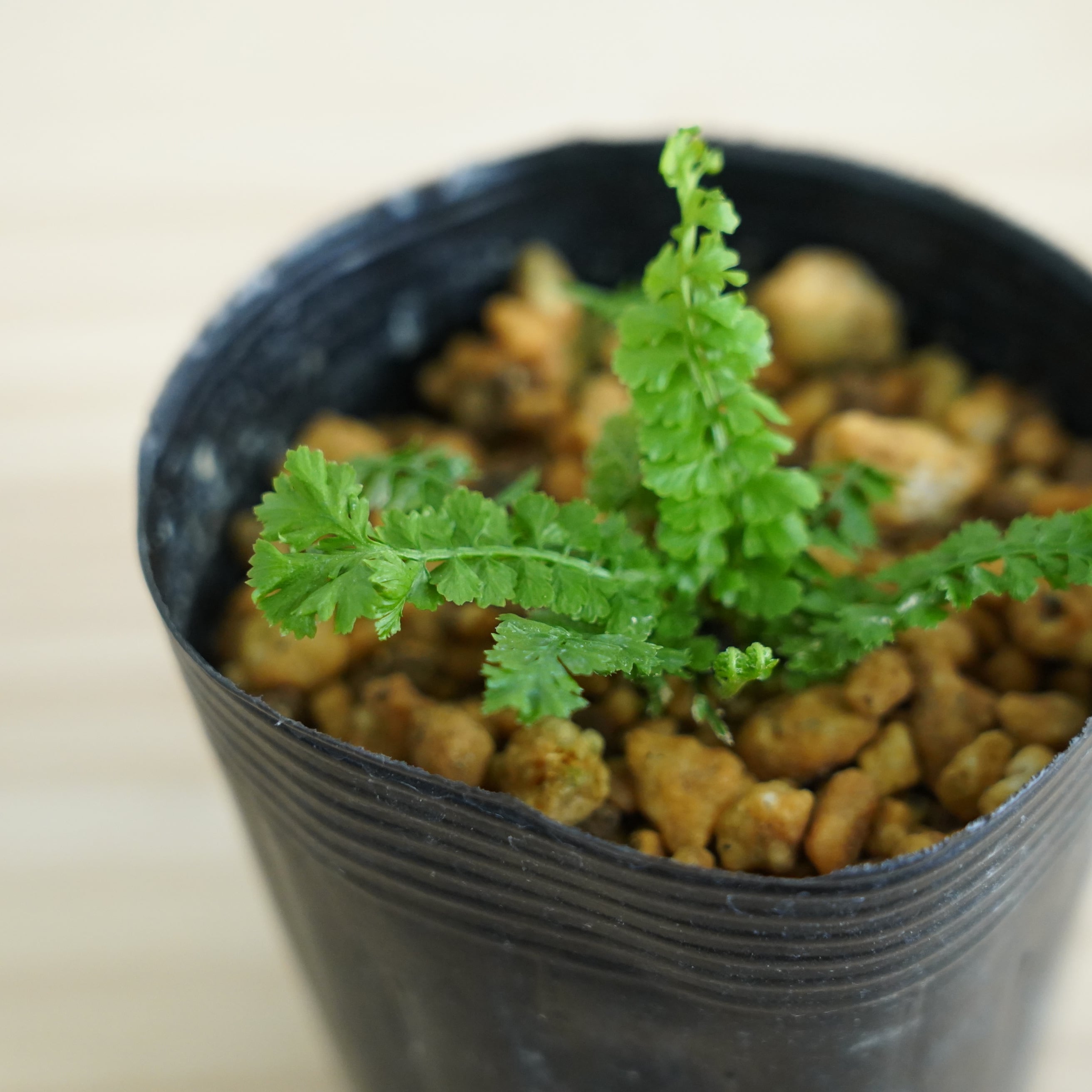 シダ植物 | 苔テラリウム専門ショップ道草