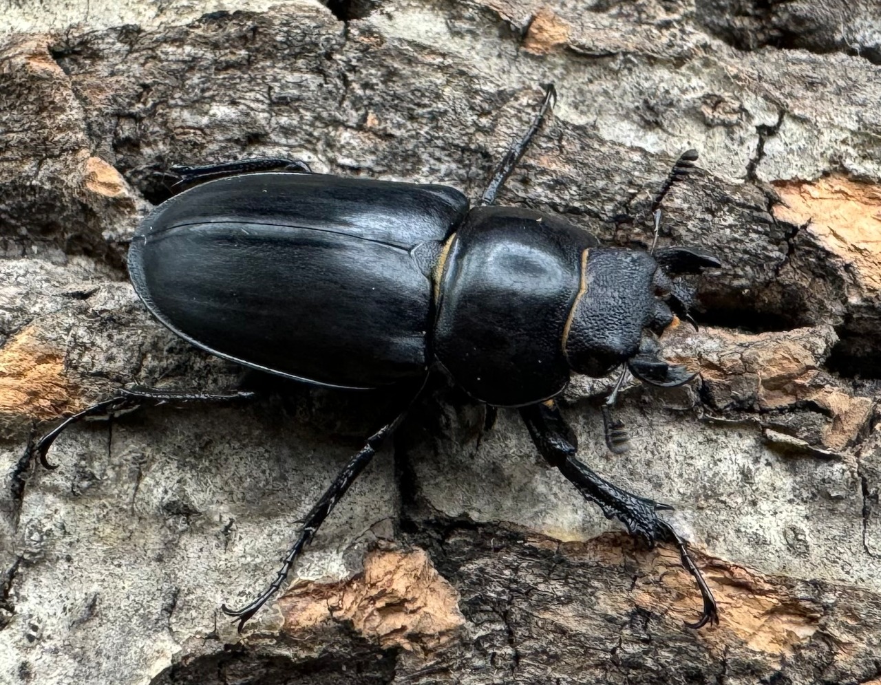 【WD】《パリーミヤマクワガタ ♀単》