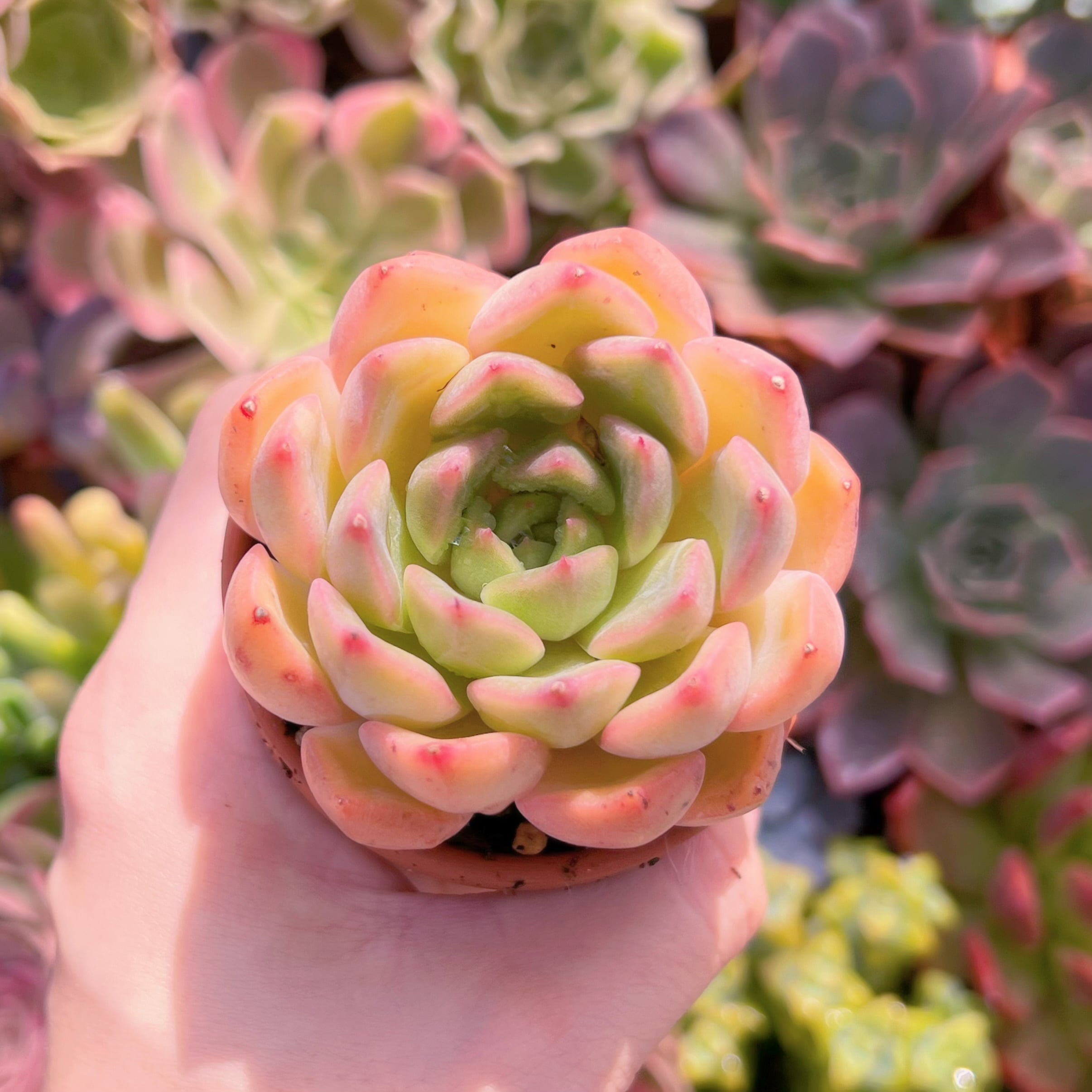 多肉植物 香妃 新入荷 るる農園 | るる農園~多肉植物専門