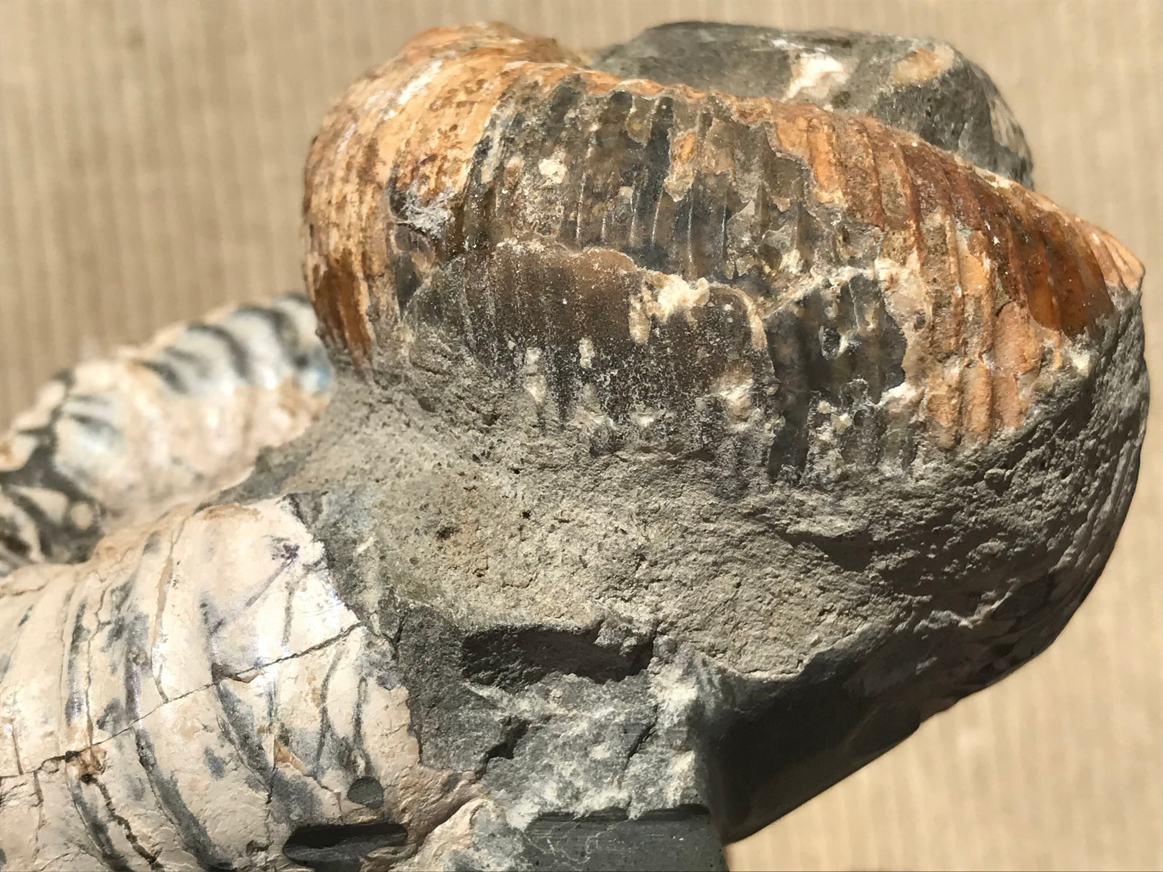 マダガスカル産 異常巻きアンモナイト化石(ノストセラス)母岩 マダガスカル産 異常巻きアンモナイト化石(ノストセラス)母岩