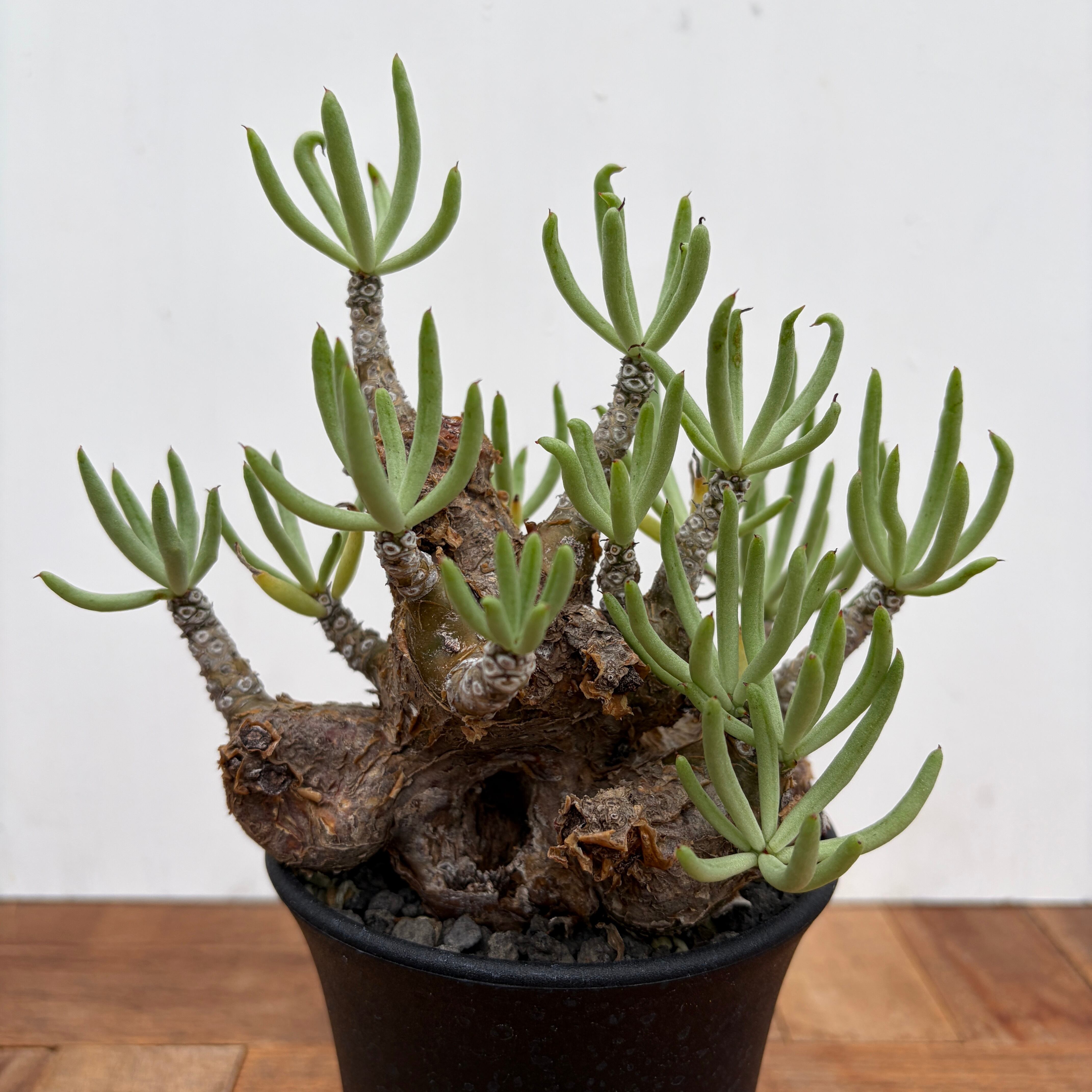 チレコドンペアルソニー　Tylecodon pearsonii チレコドンペアルソニーTylecodon pearsonii