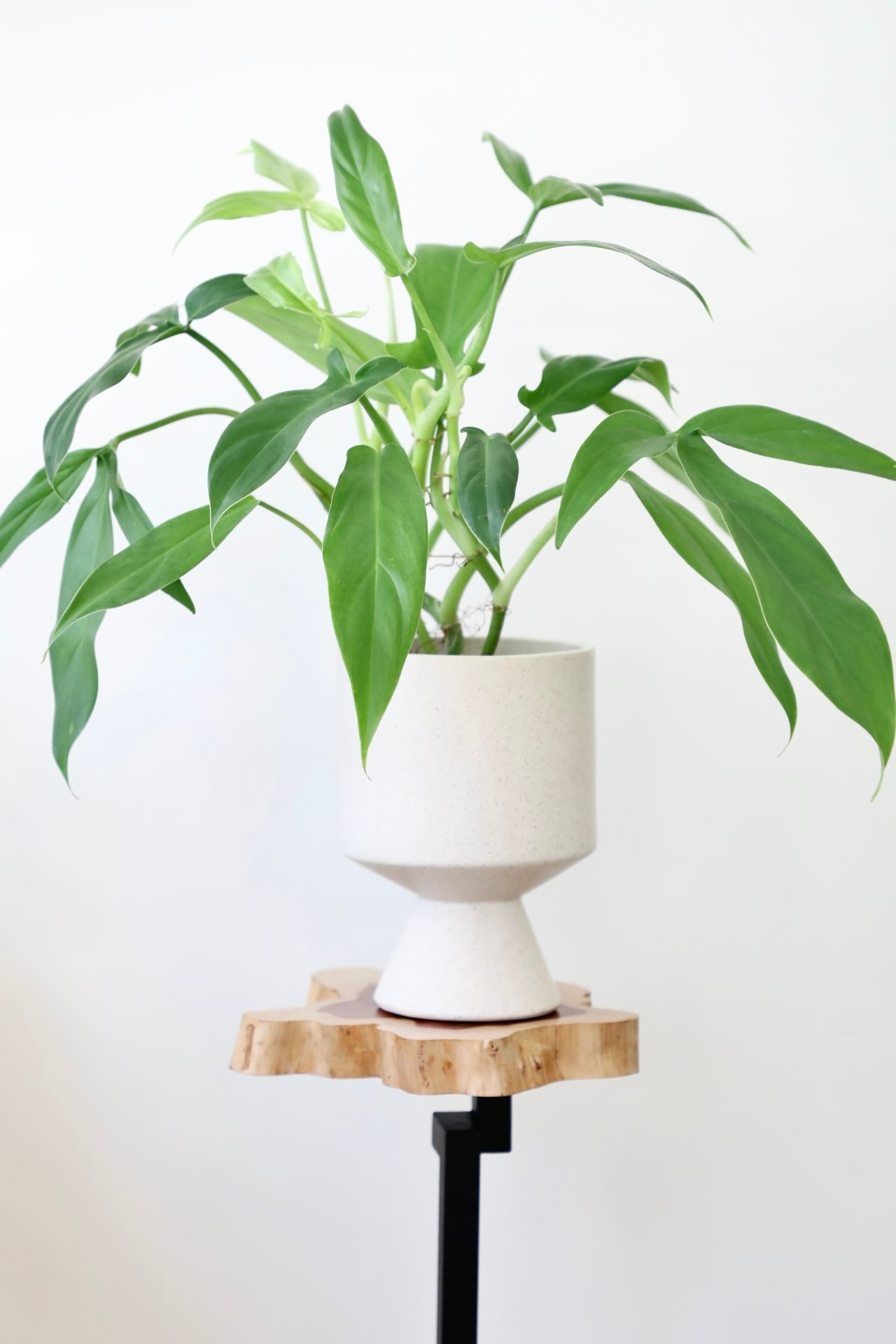 M】フィロデンドロン トリパルティクム/Philodendron ※陶器鉢カバー