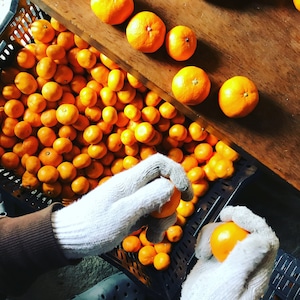 【予約受付中/1月中下旬頃蔵出し予定】あまか1kg＋熟成みかん5kgセット