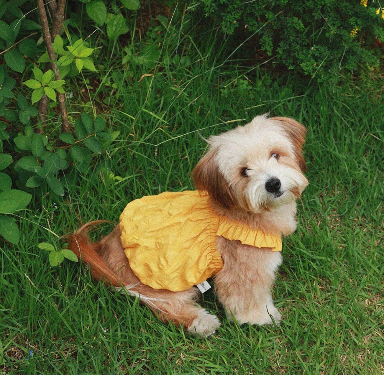 予約【noonoosoom】Dots Ballon Top (Yellow)