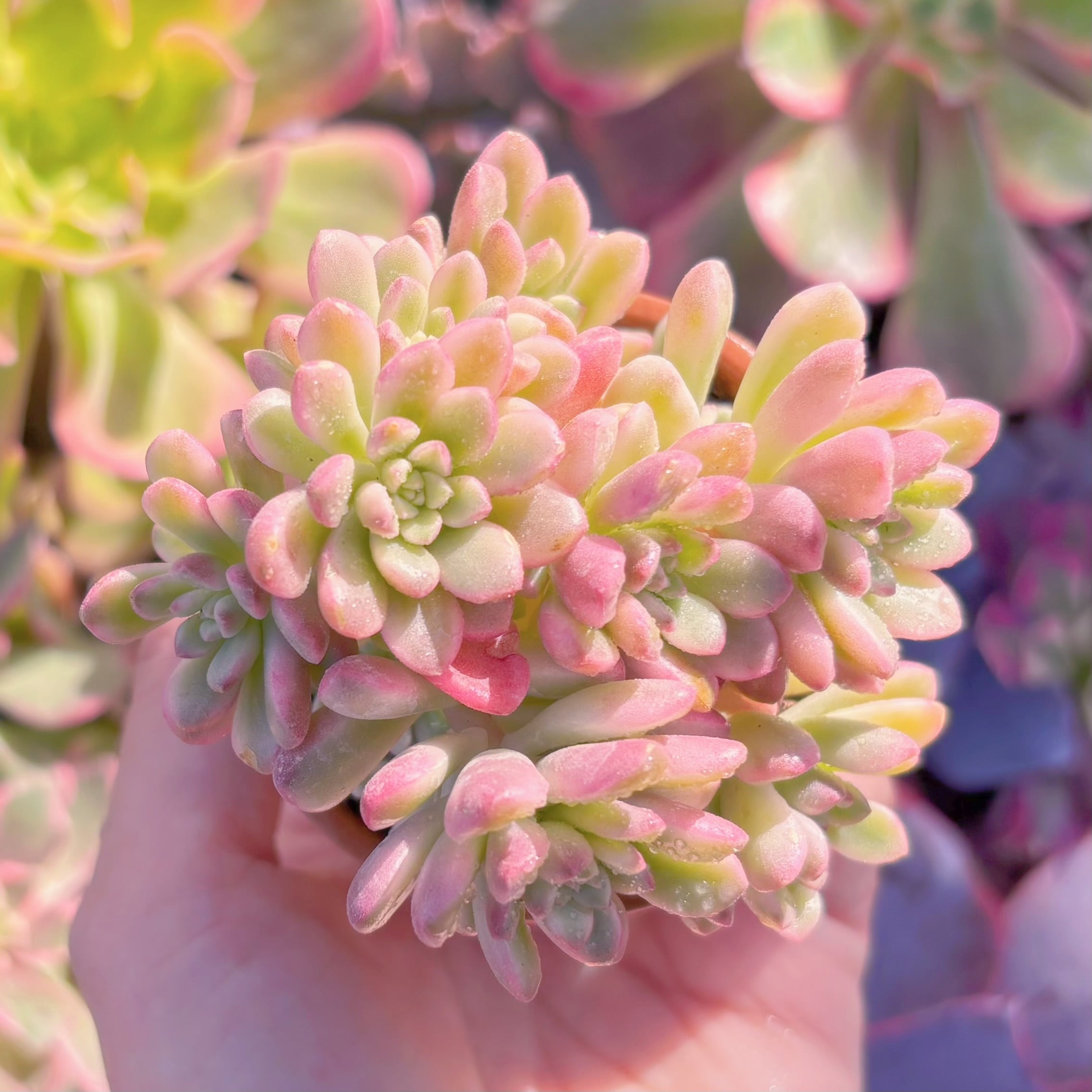 多肉植物　ジョイスタロック錦　群生　新入荷　るる農園