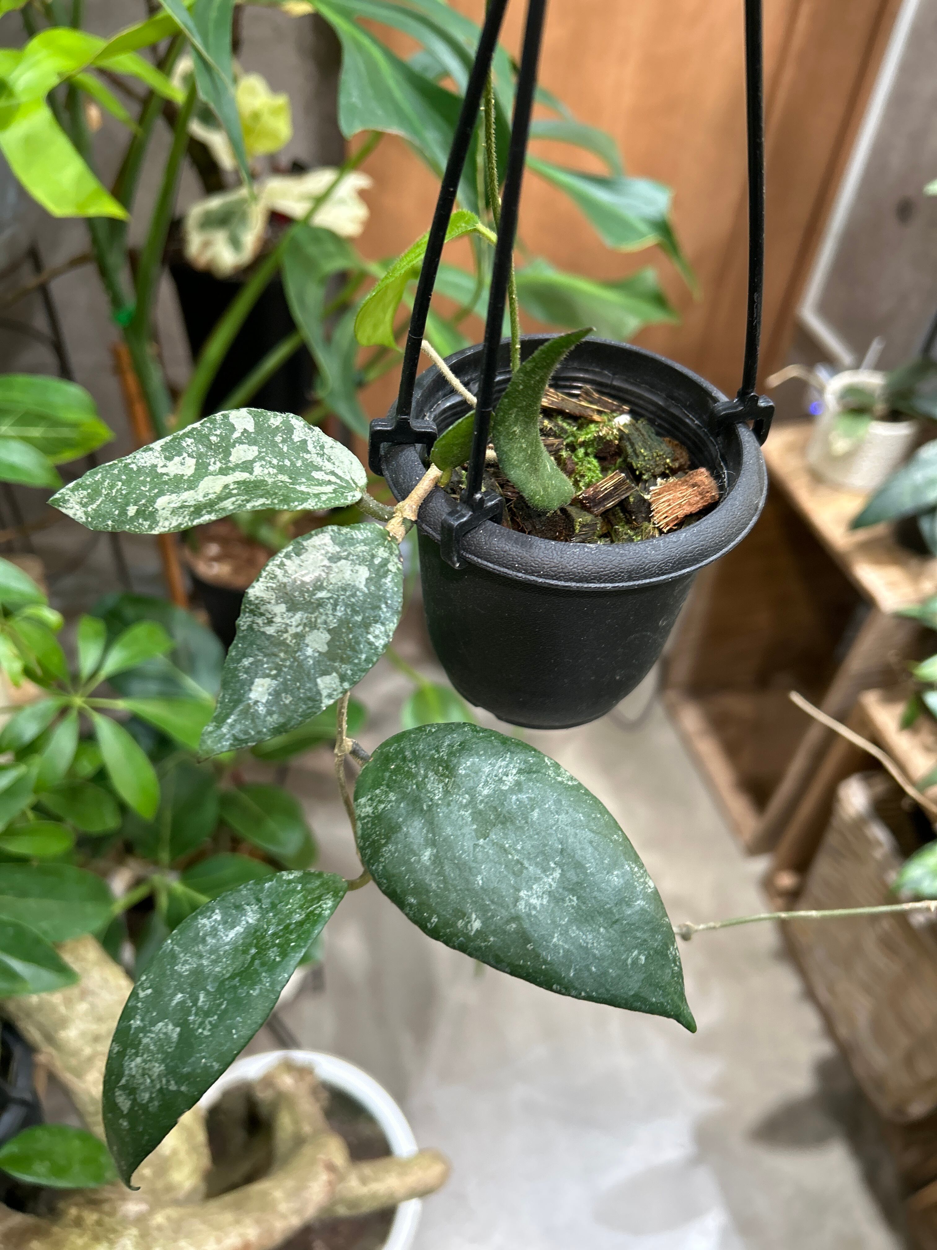 ホヤ カウダータ | MIDORIYA 観葉植物専門店