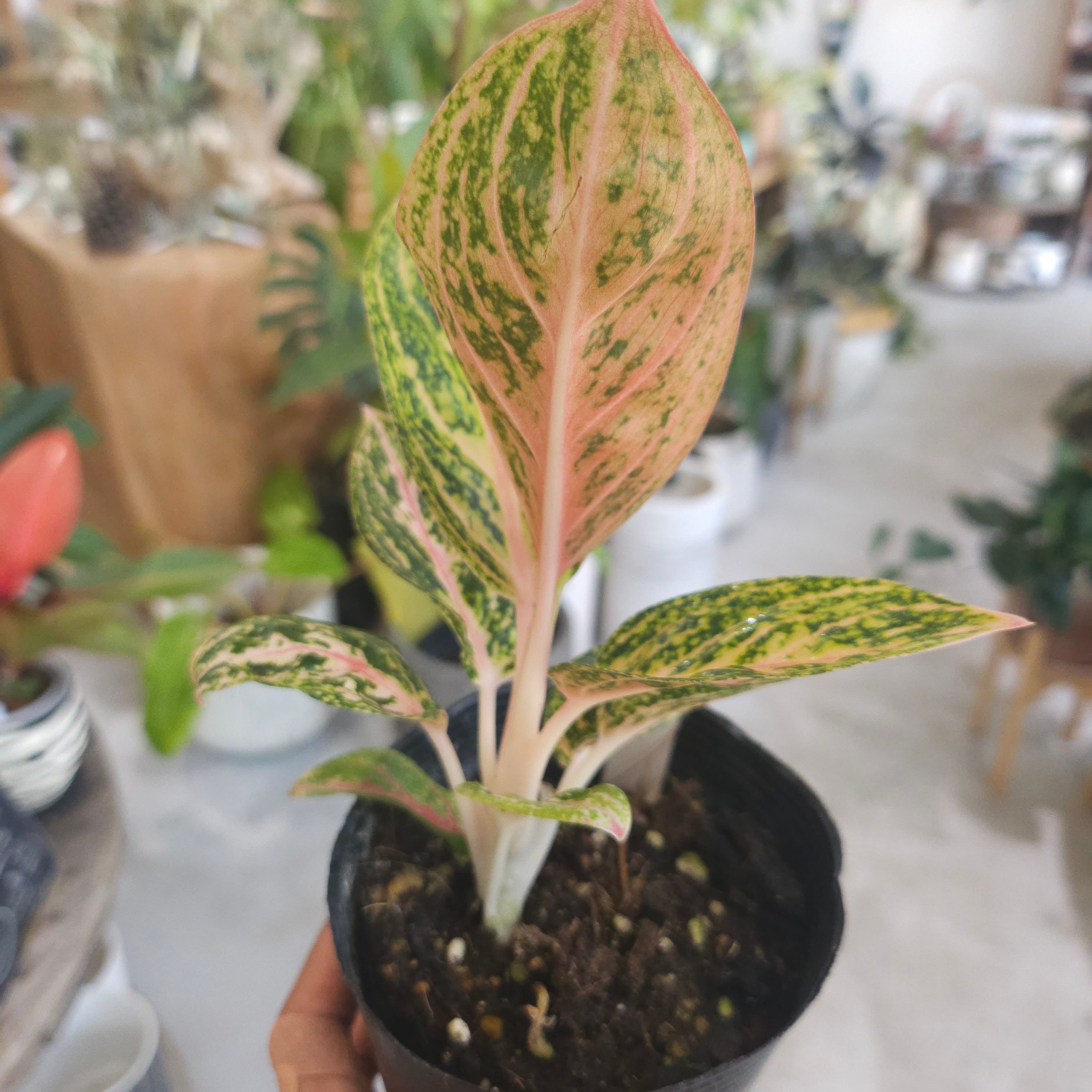 アグラオネマ ゴールドパウダー | Plants Baka