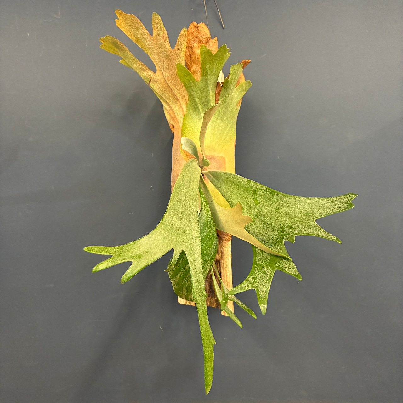 ビカクシダ Platycerium willinckii 板付け【347】【再撮影】