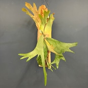 ビカクシダ Platycerium willinckii 板付け【347】【再撮影】