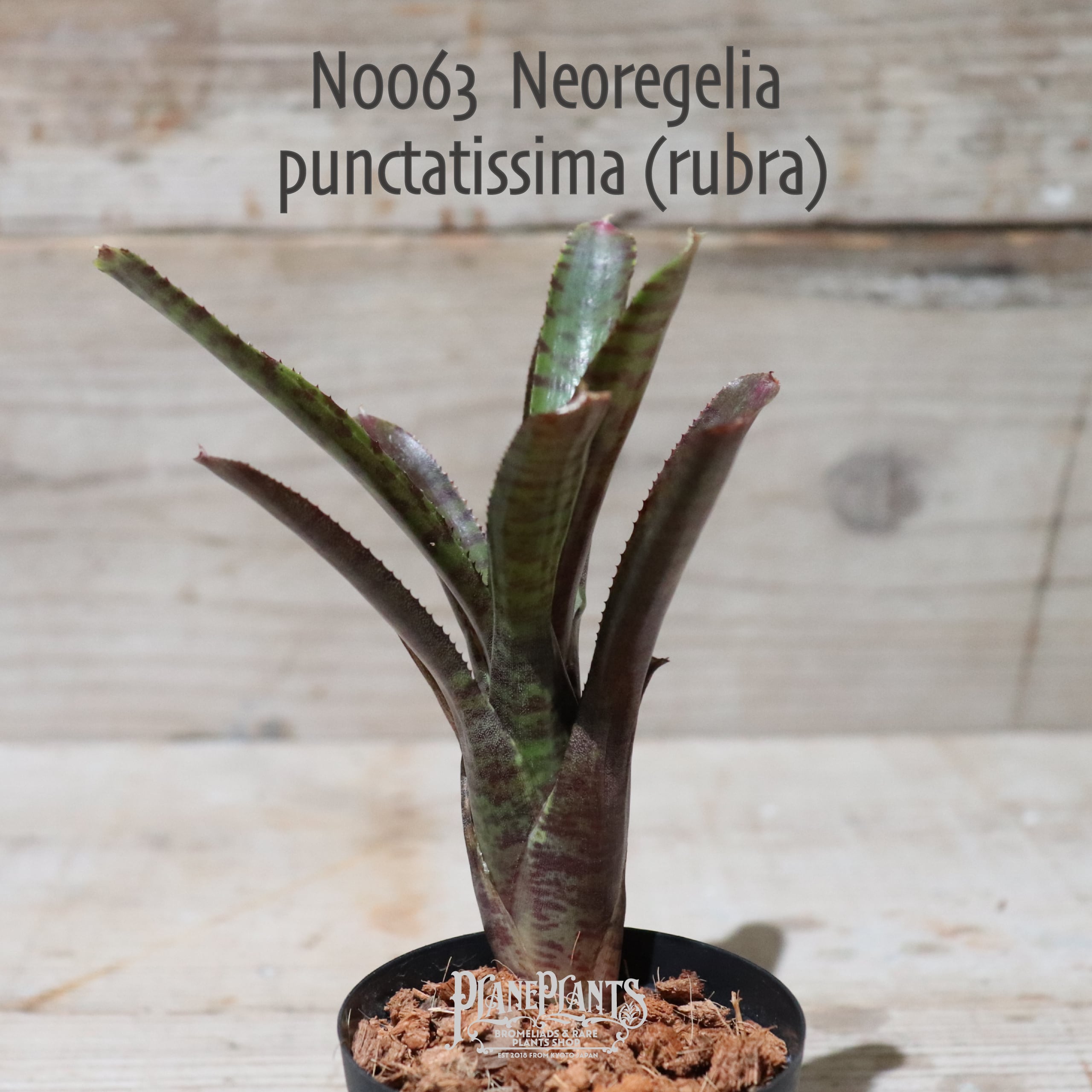 【送料無料】Neoregelia punctatissima (rubra)〔ネオレゲリア〕現品発送N0063