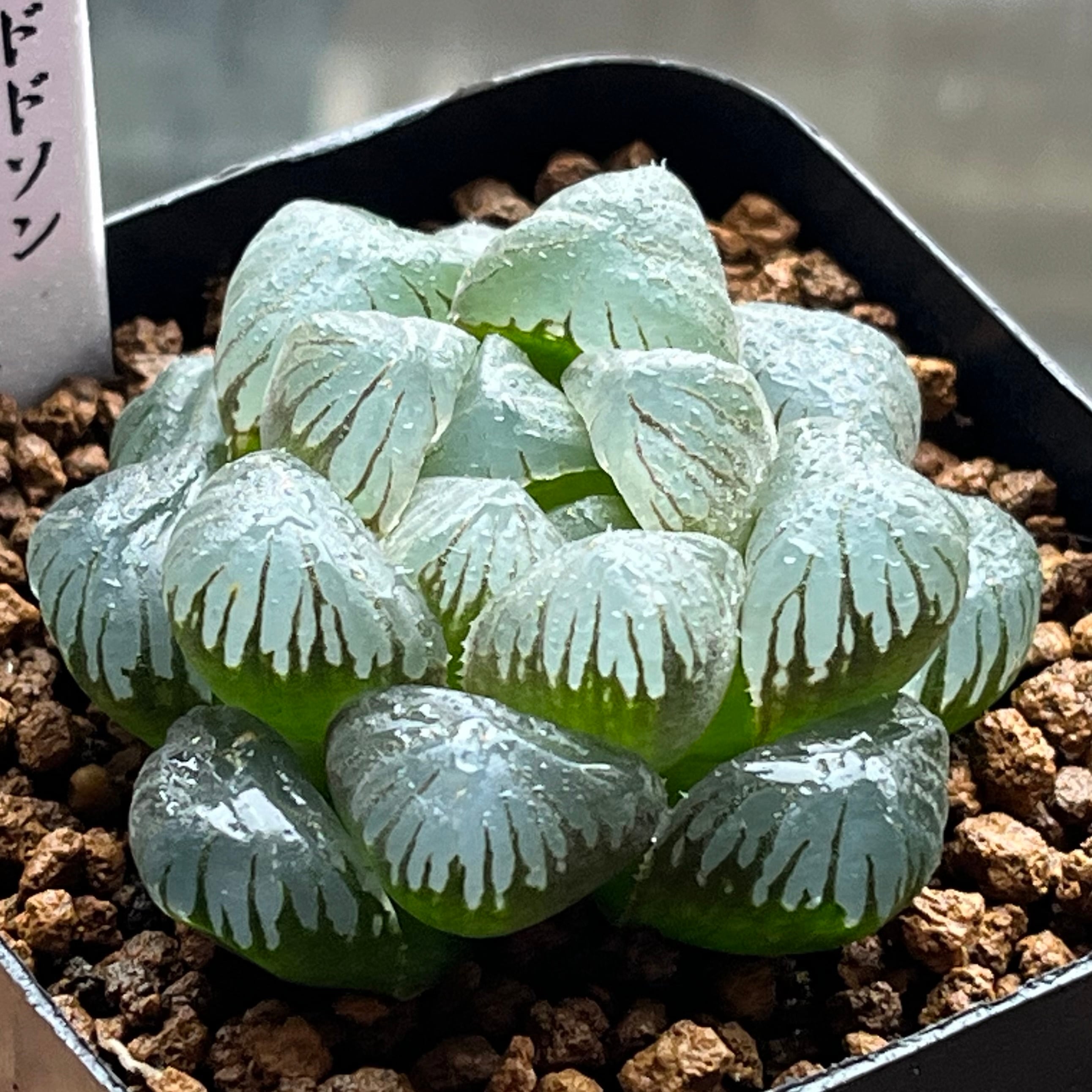 ハオルチア エメラルドLED錦 | mocono_plants