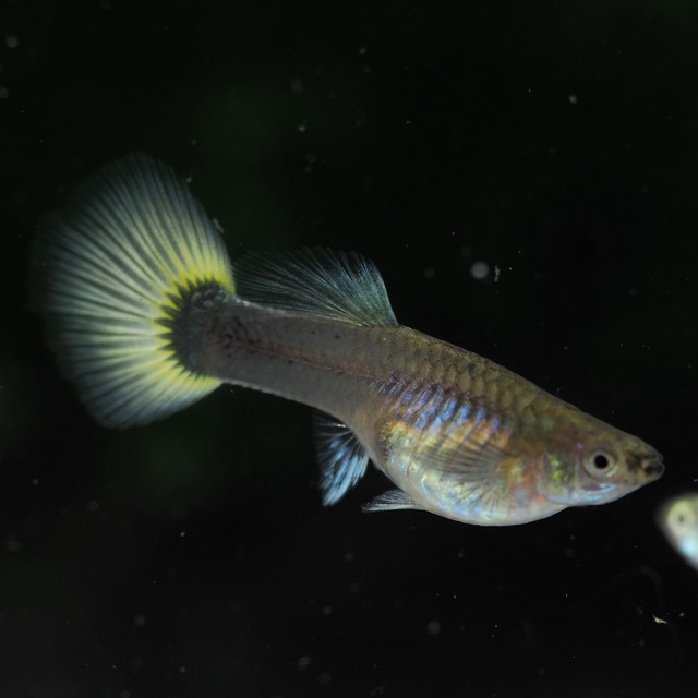 Taxiリボン　若魚1カルテット＋おまけメス1匹