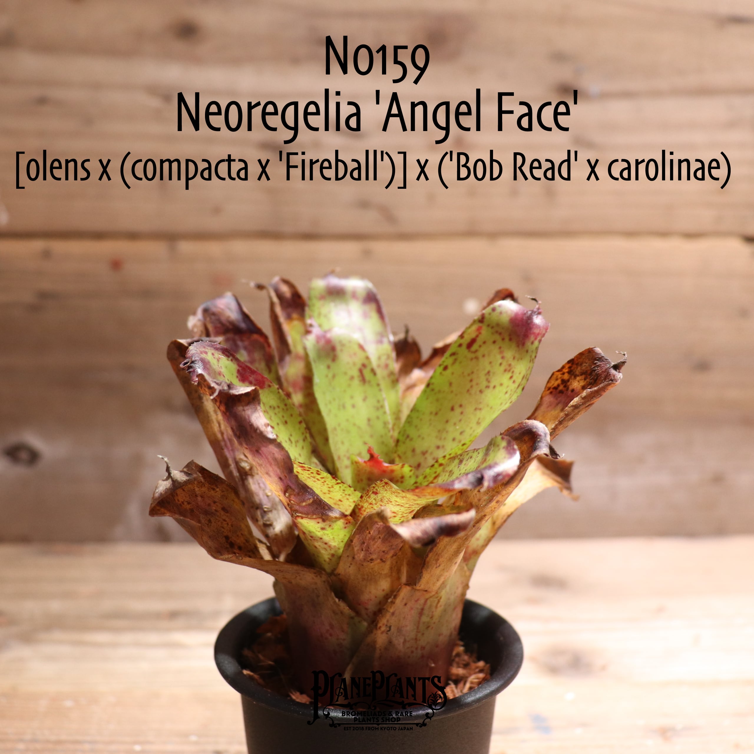送料無料】Neoregelia 'Angel Face'〔ネオレゲリア〕現品発送N0159
