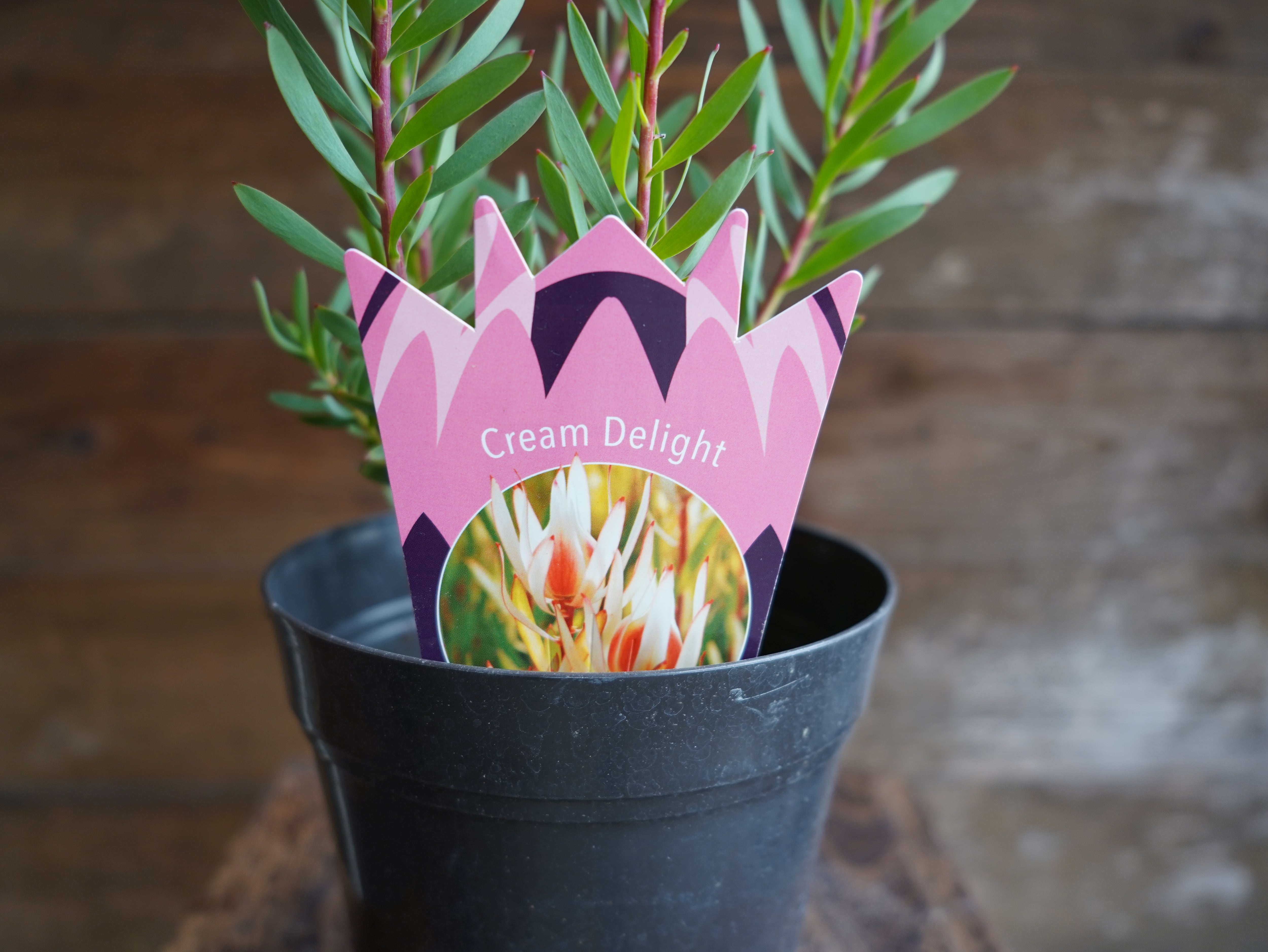 【現物】リューカデンドロン ”Cream Delight”