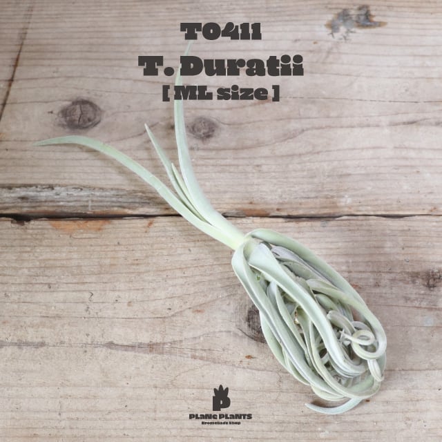 【送料無料】ドゥラティ ML〔エアプランツ〕現品発送T0411