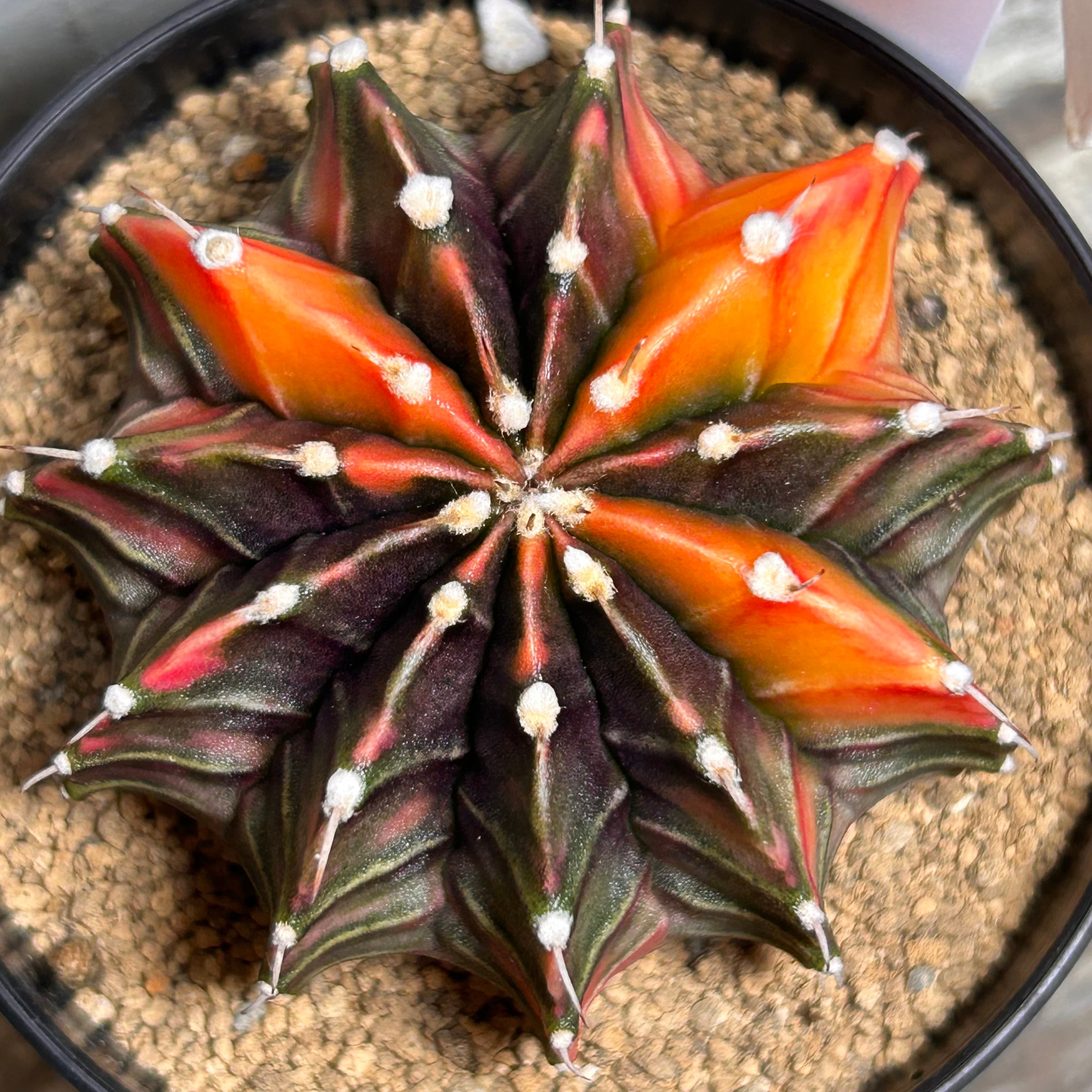 お纏め　多肉植物　❁︎フローレンス錦　未発根 お纏め 多肉植物 ❁︎フローレンス錦 未発根