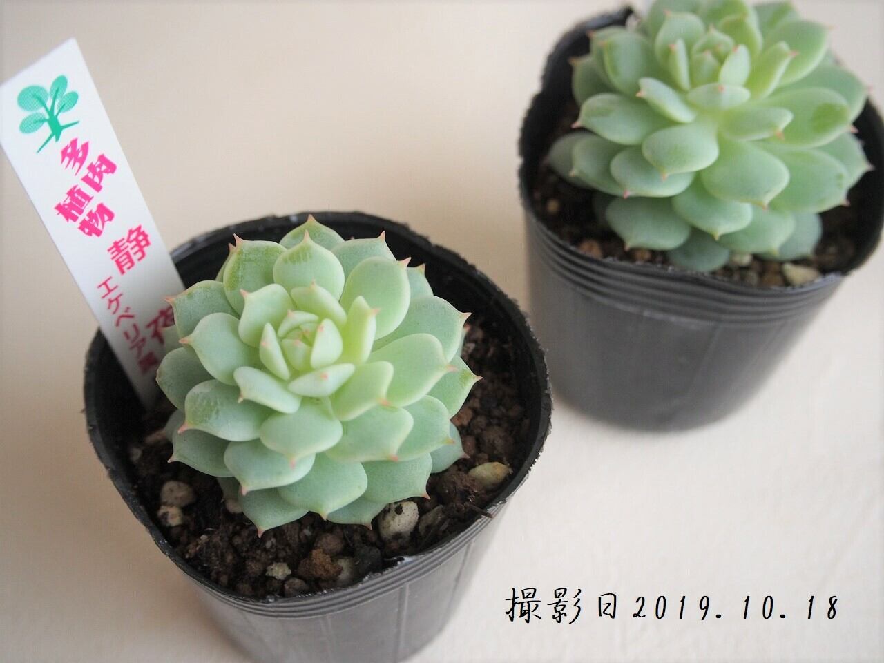 多肉植物 静夜 せいや エケベリア属 いとうぐりーん 2号 多肉植物とガーデン雑貨 Macherie マシェリ 多肉植物 静夜 せいや エケベリア属 いとうぐりーん 2号 多肉植物とガーデン雑貨 Macherie マシェリ