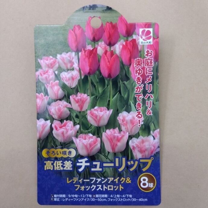 球根 30日間連続開花 チューリップ 【ず～っと咲くミックス】ya