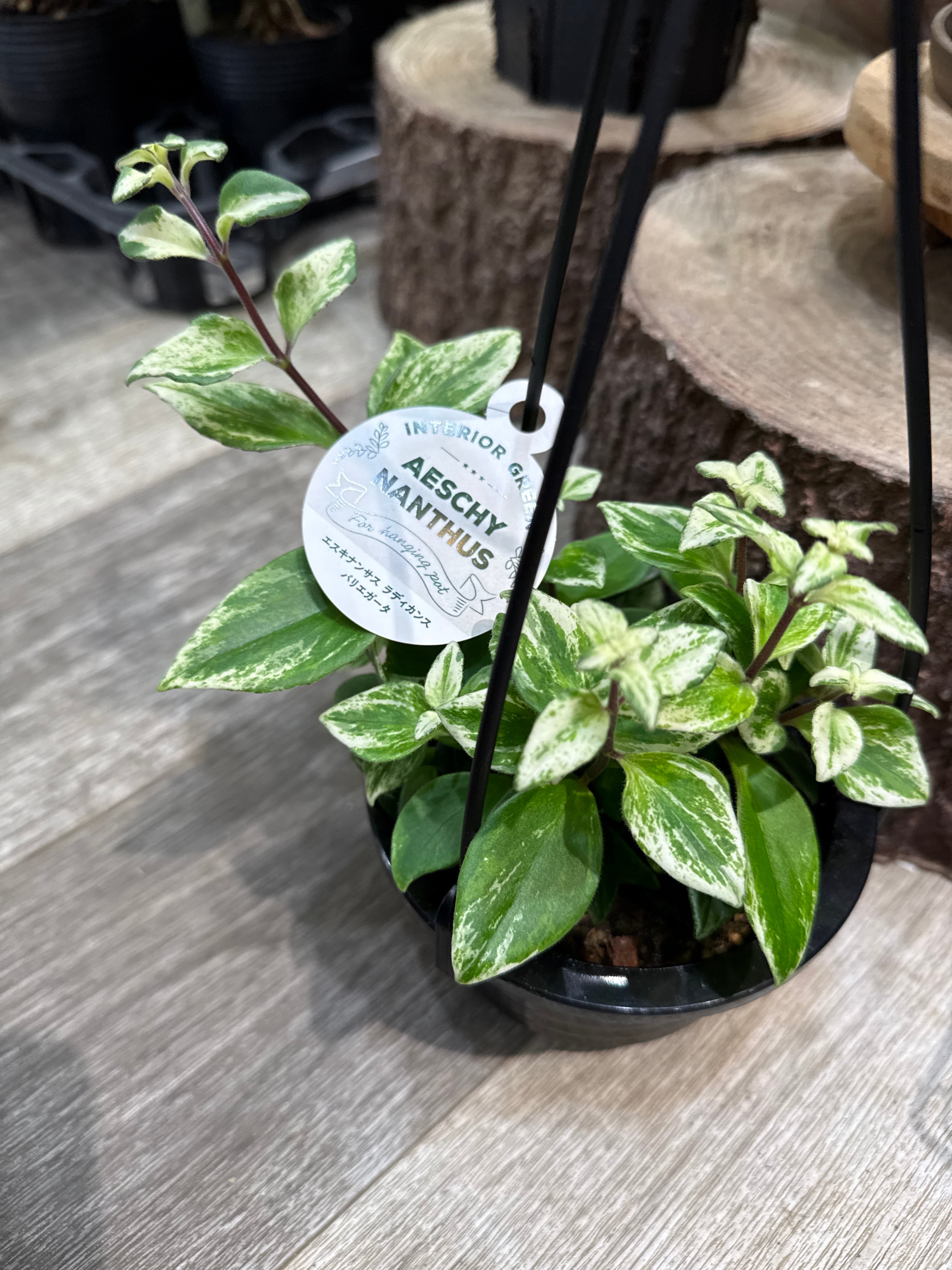 斑入り植物(バリエガータ・錦) | Gardenえん 【観葉熱帯植物】