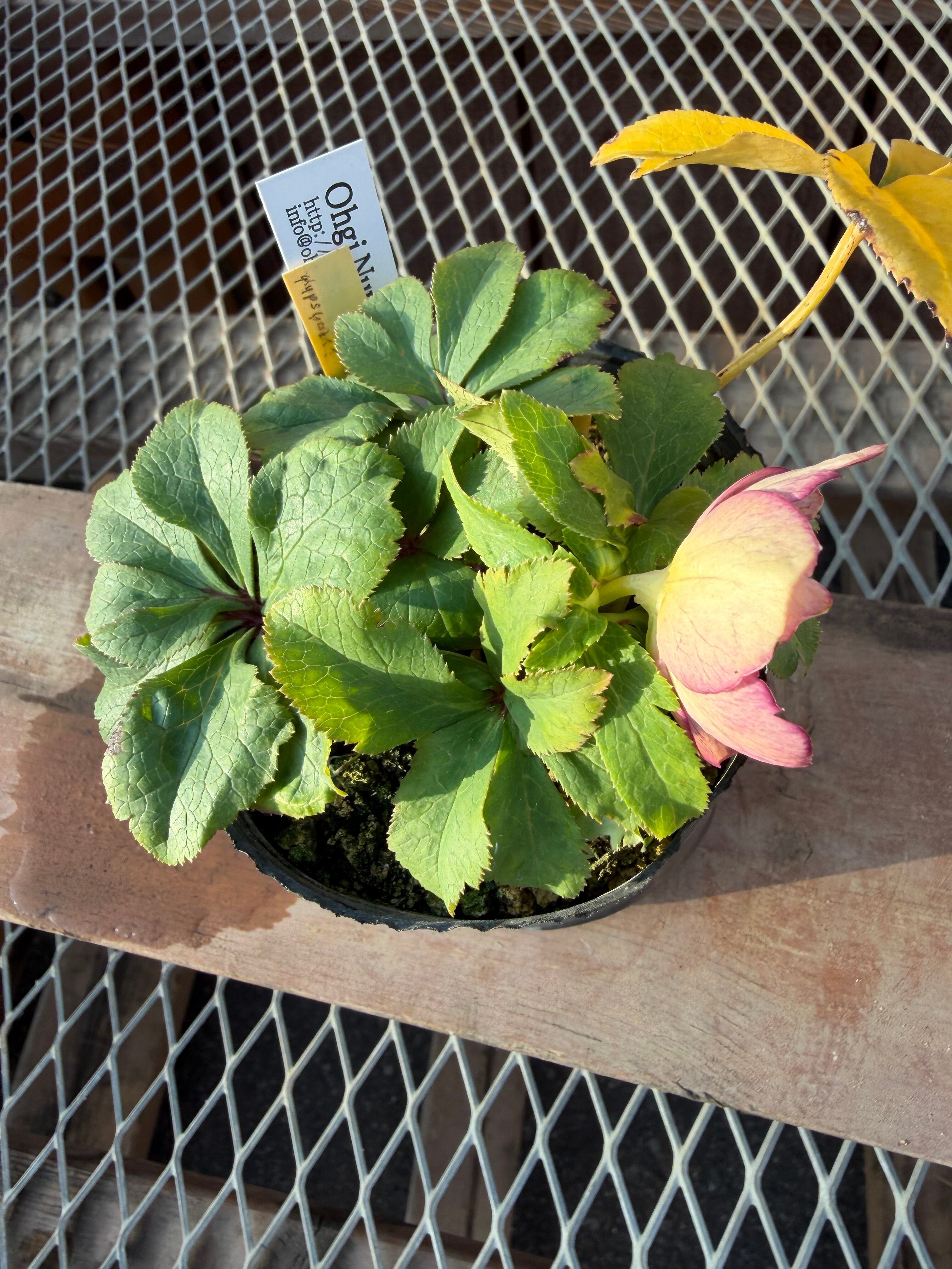 蜃気楼hyb.sd 大木ナーサリー クリスマスローズ【Og04】送料無料