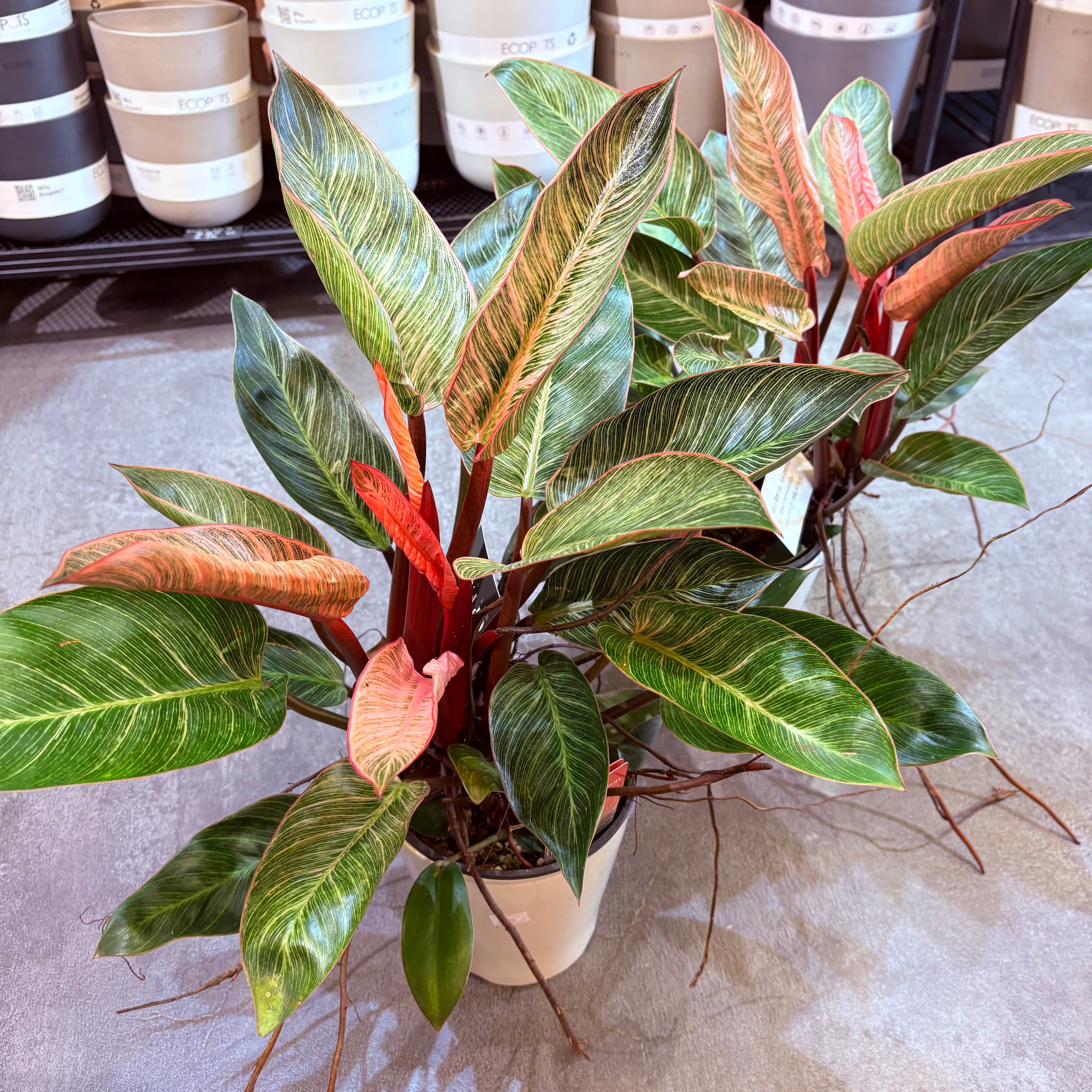 フィロデンドロン ピンクバーキン 5号【荒木植物園さん】 | Green