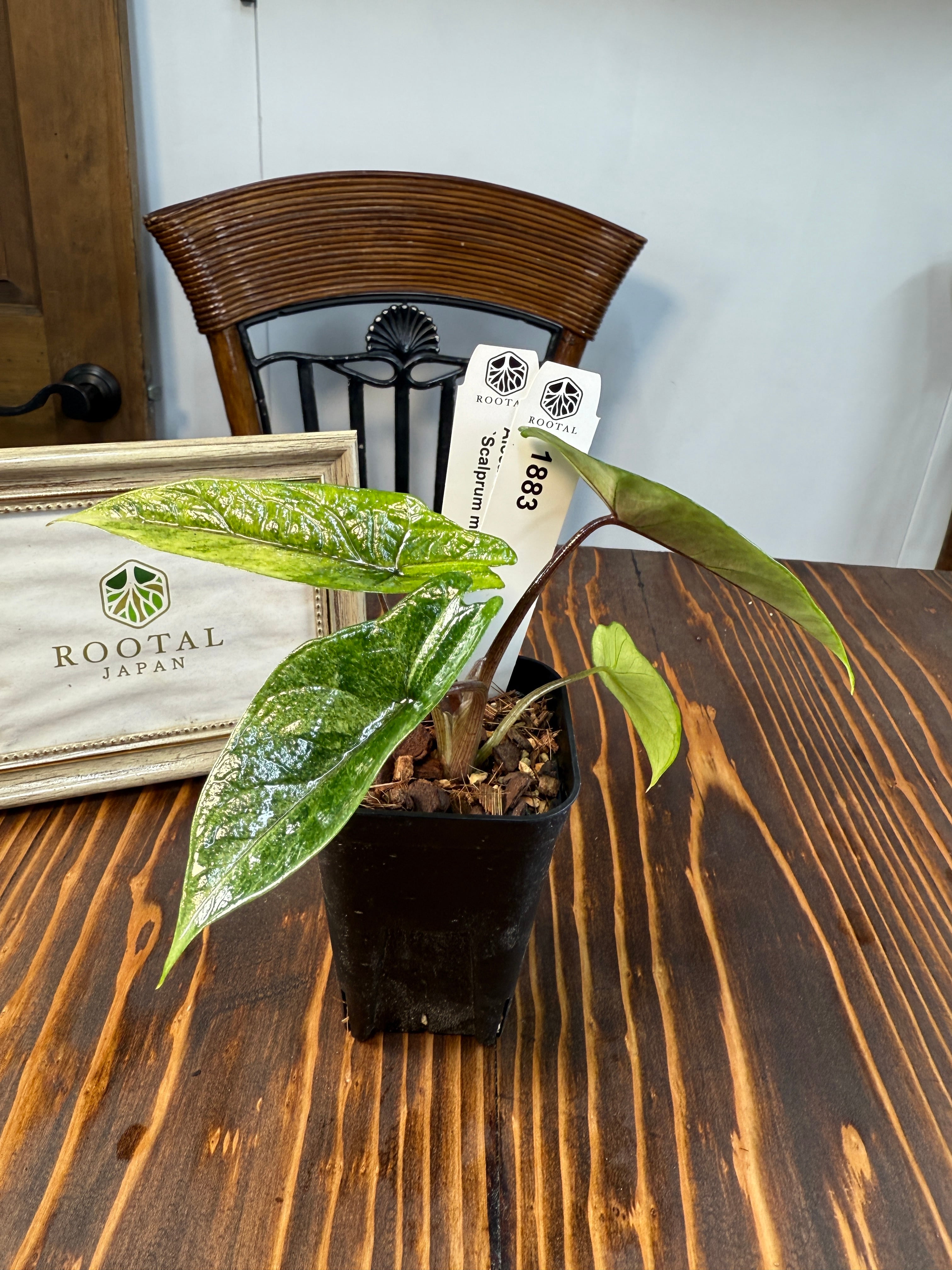 ☆1883【希少種】アロカシア スカルプラム ミント（2.5号ロング硬質