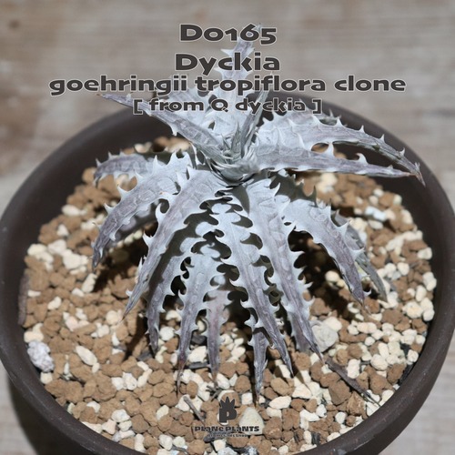 【送料無料】goehringii tropiflora clone〔ディッキア〕現品発送D0165