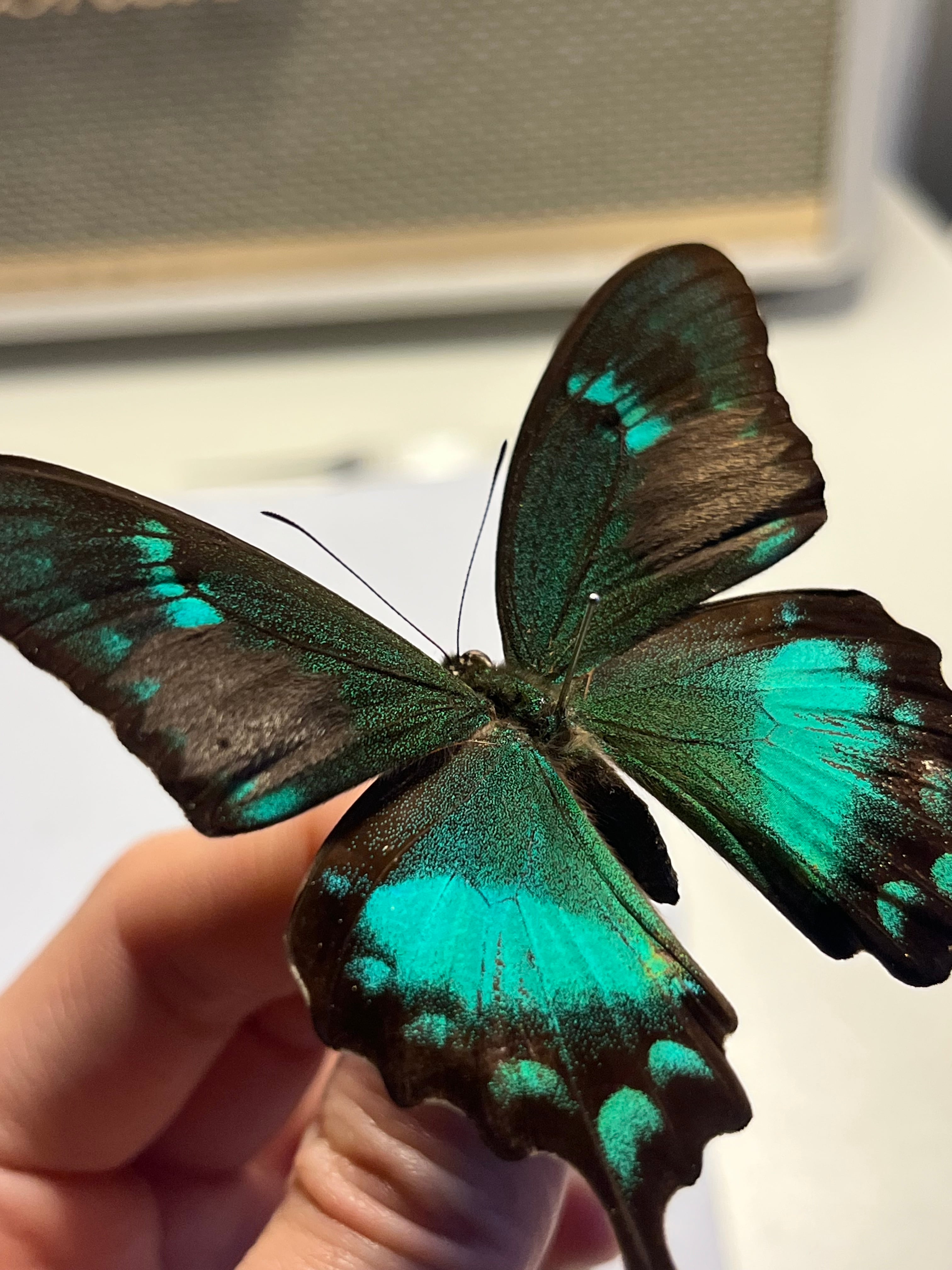 二色展開】スンバアオネアゲハ Papilio 外国産蝶標本 ルリモンアゲハ