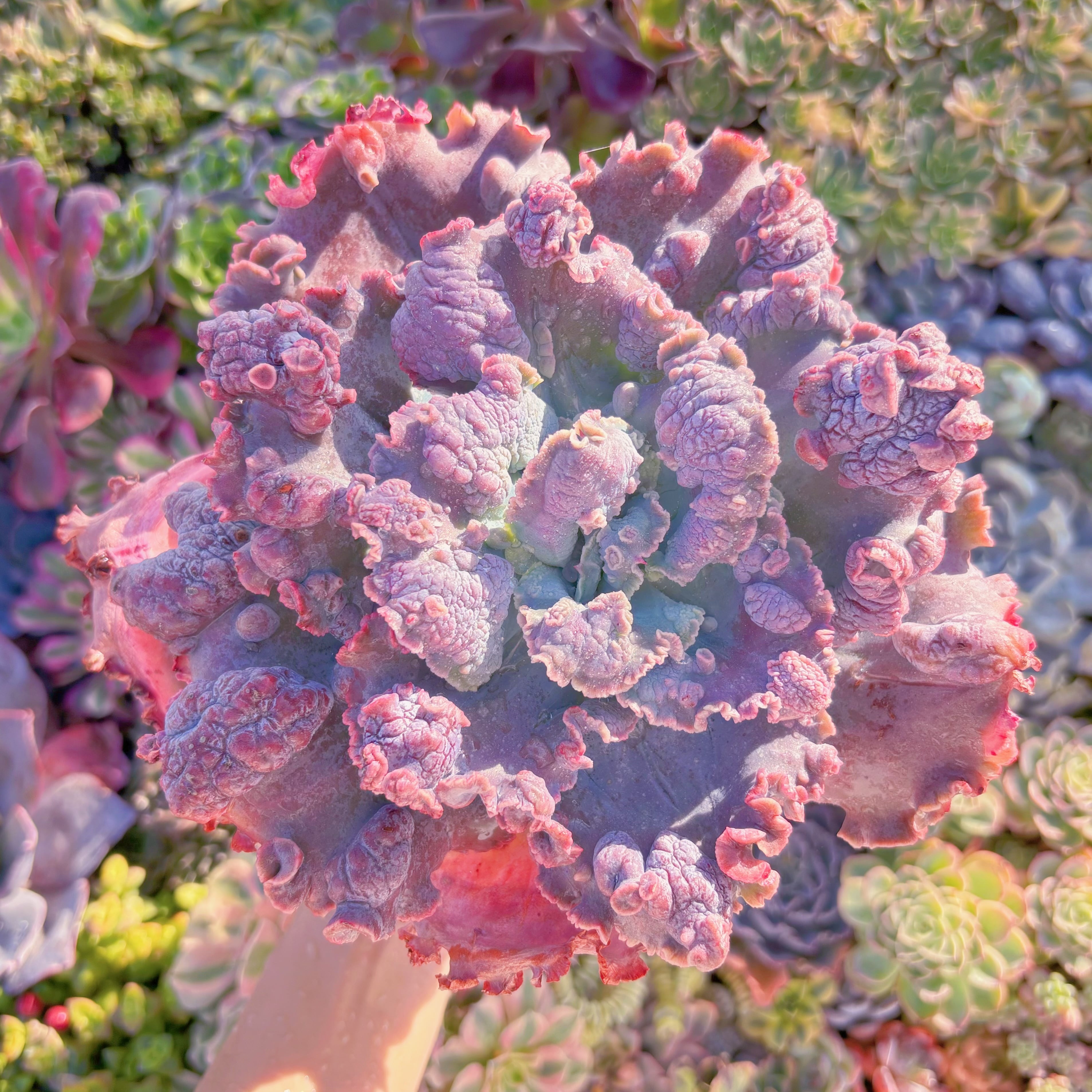 現品　cancanxBaron Bold#M284　特大苗　新入荷　るる農園