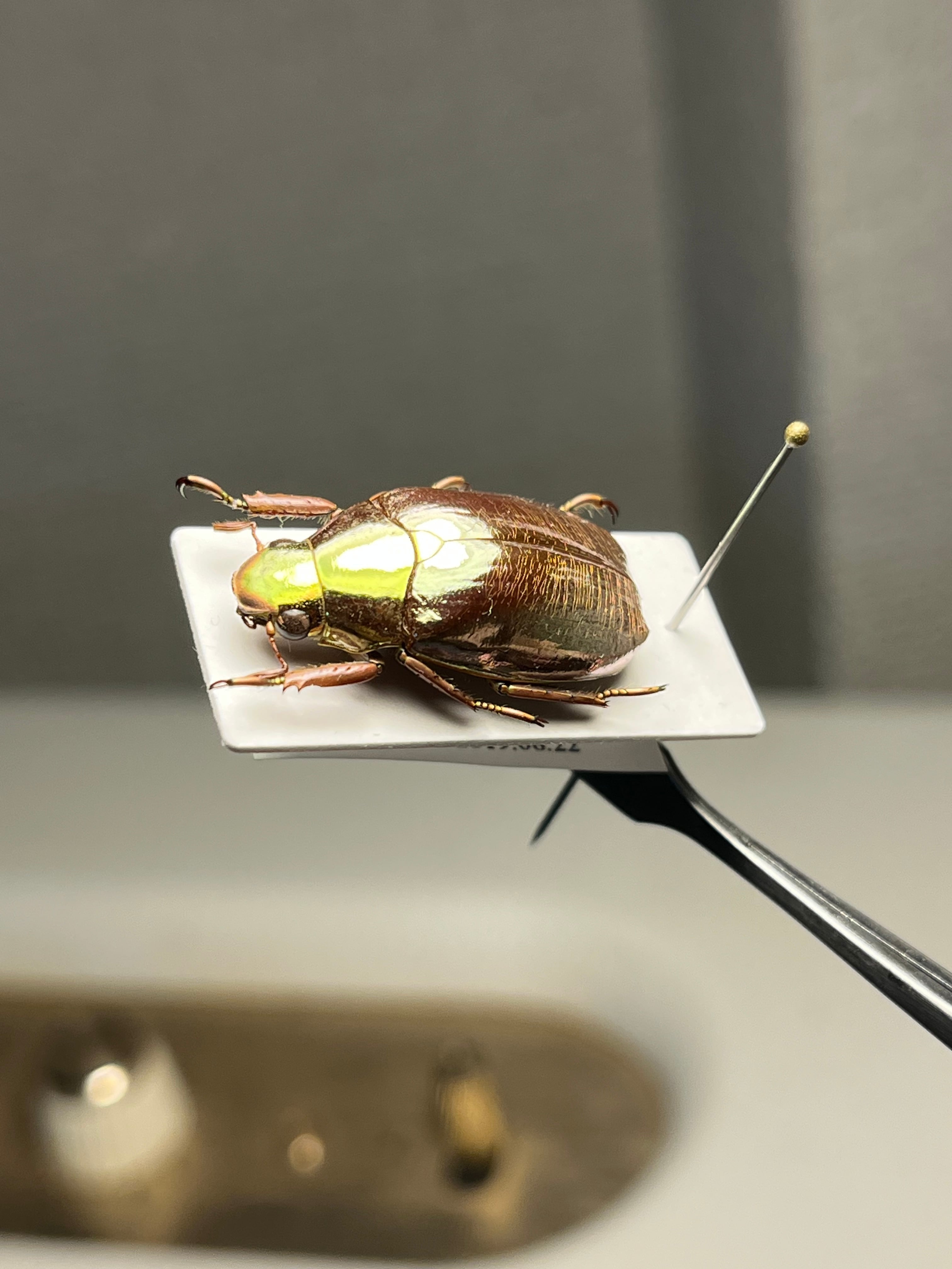 23mm】オプティマプラチナコガネ 標本 頭が金！カナブン ウグイス