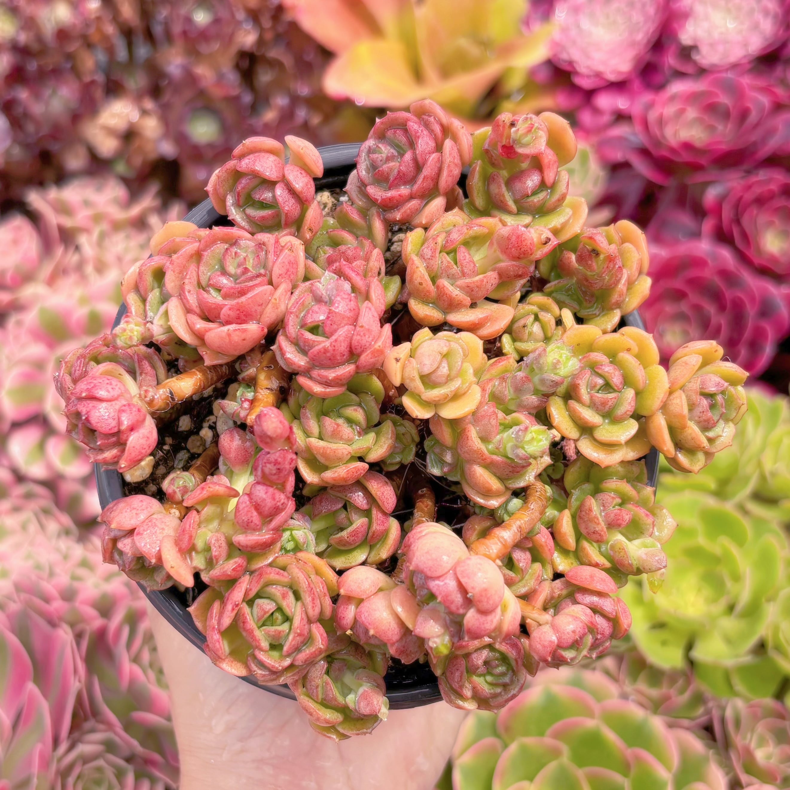 現品　Echeveria 'Victor'#783　るる農園