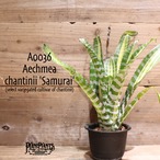 【送料無料】Aechmea 'Samurai'〔エクメア〕現品発送A0036