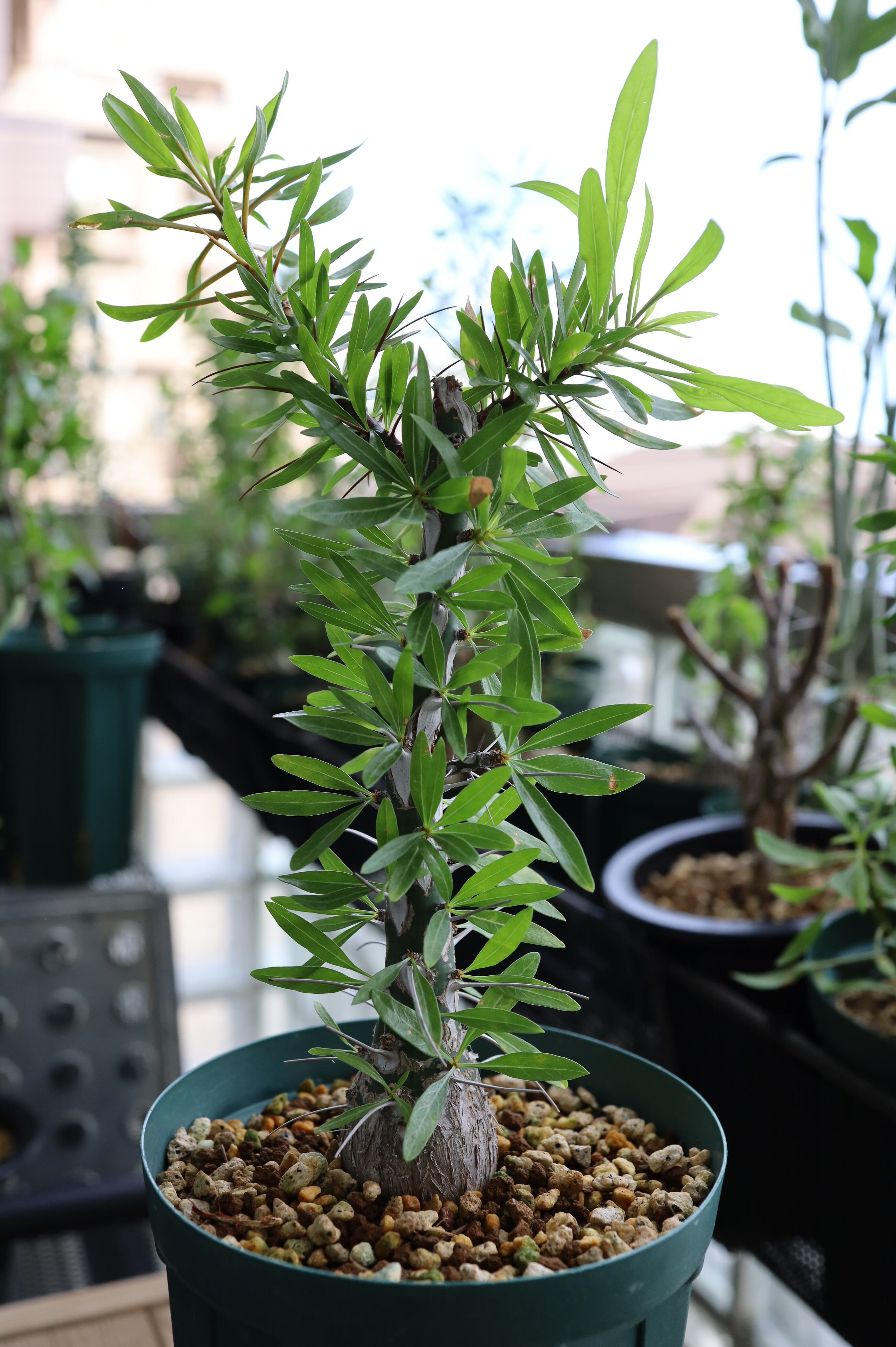 フォークイエリア・プルプシー | Fouquieria purpusii _002