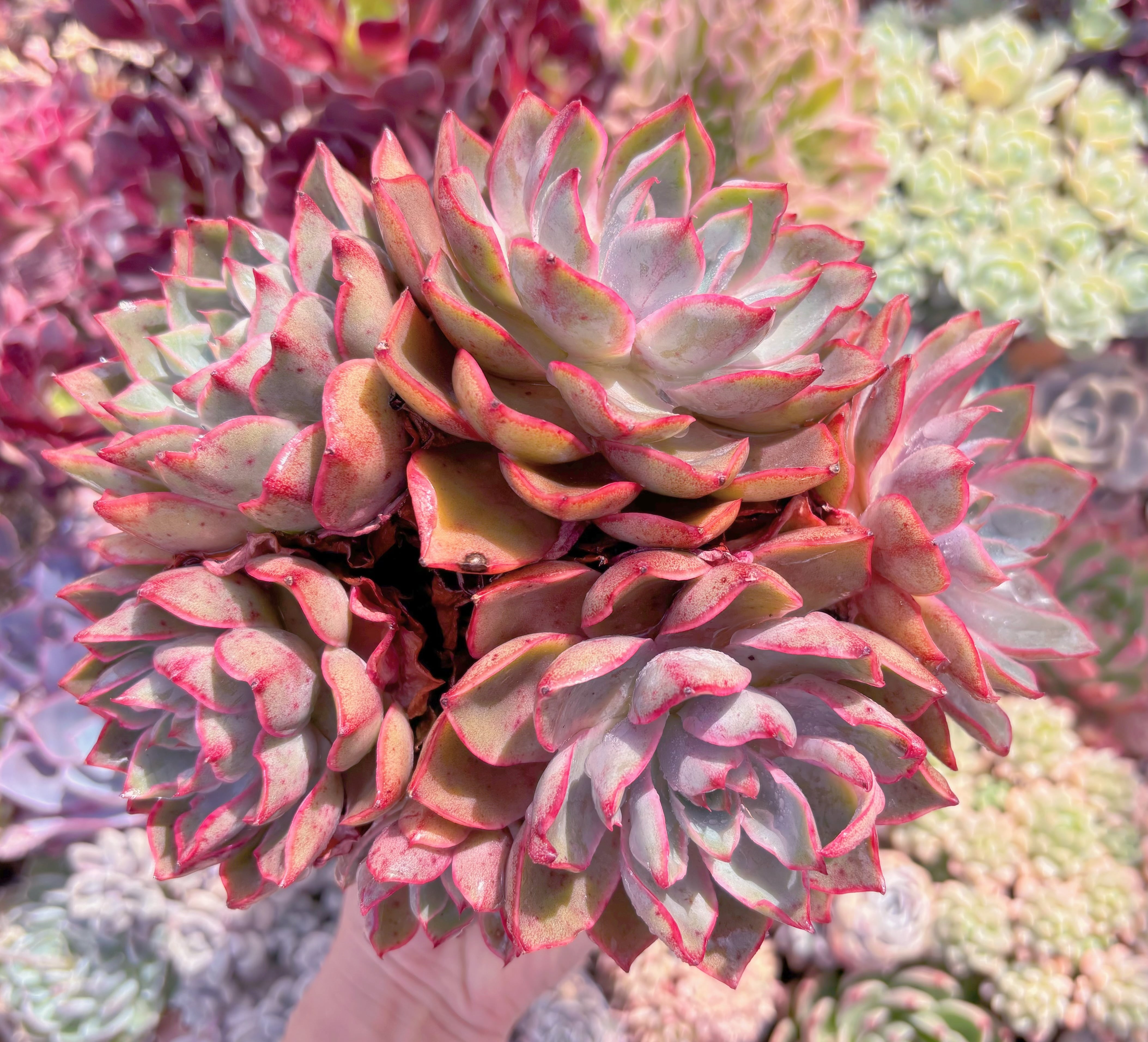 多肉植物　ヘラ　特大群生　新入荷　るる農園