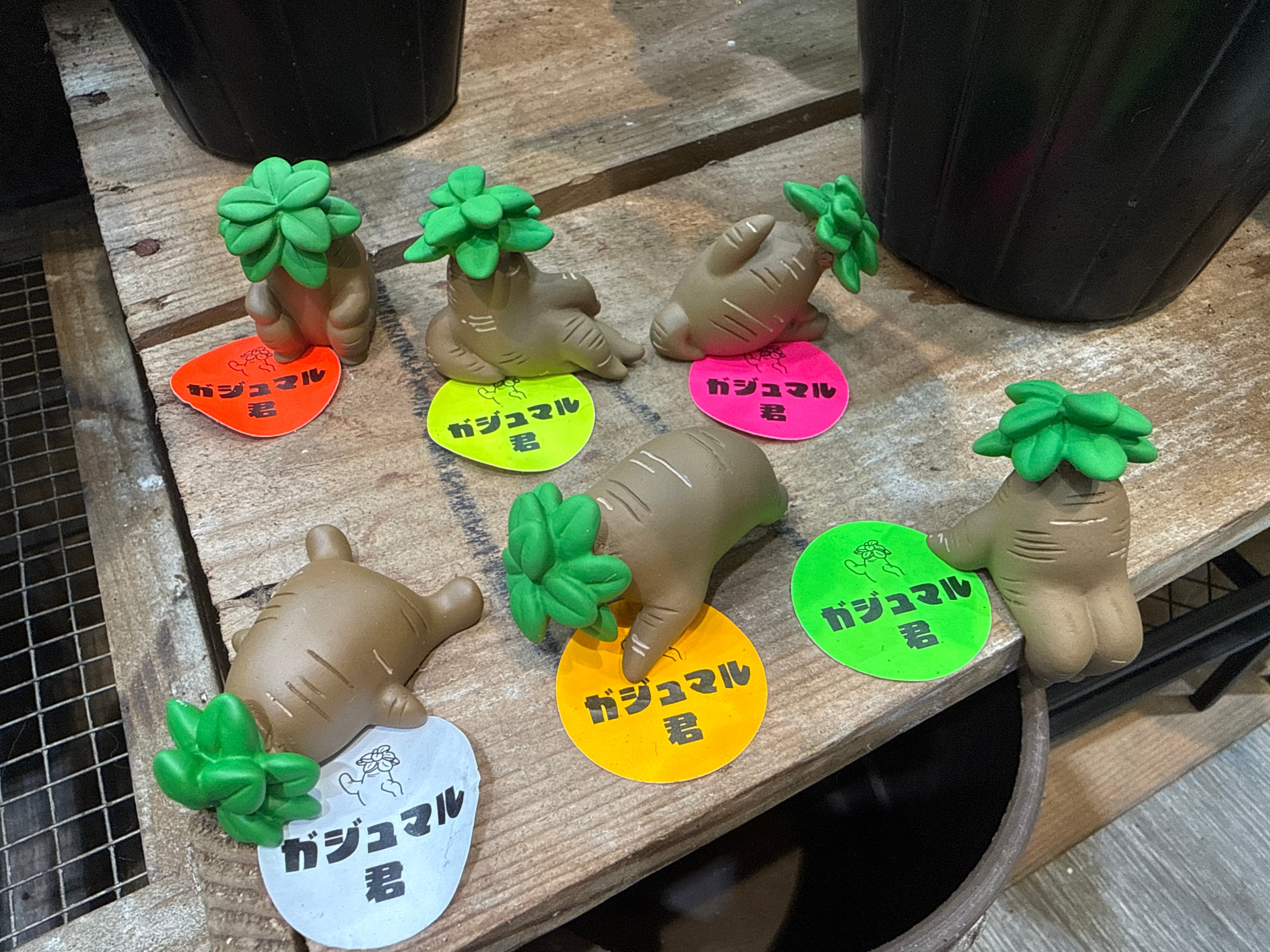 ガジュマル君 | Gardenえん 【観葉熱帯植物】