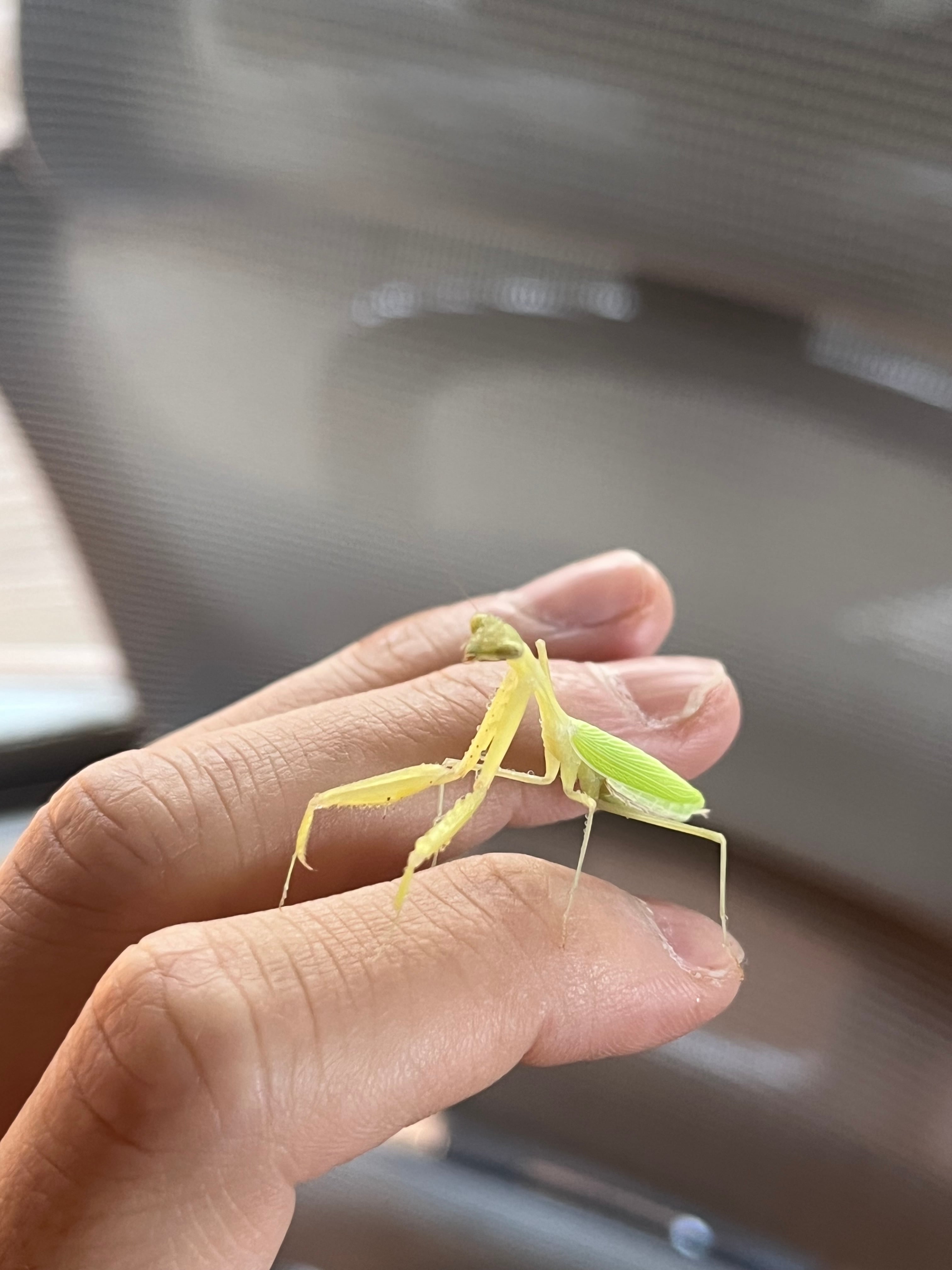 ワンオーナー　美品　大昆虫ガイアマンティス　初期　450 ♀成体】エジプシャンピグミーマンティスムカデセンチピード